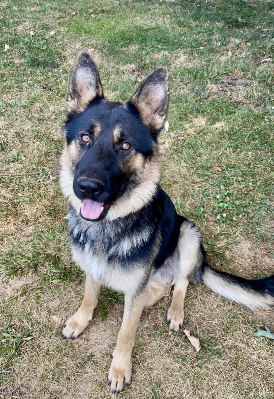 Enlarge Koda, a Adoptable German Shepherd Dog in Chesterfield, MO image 1/6