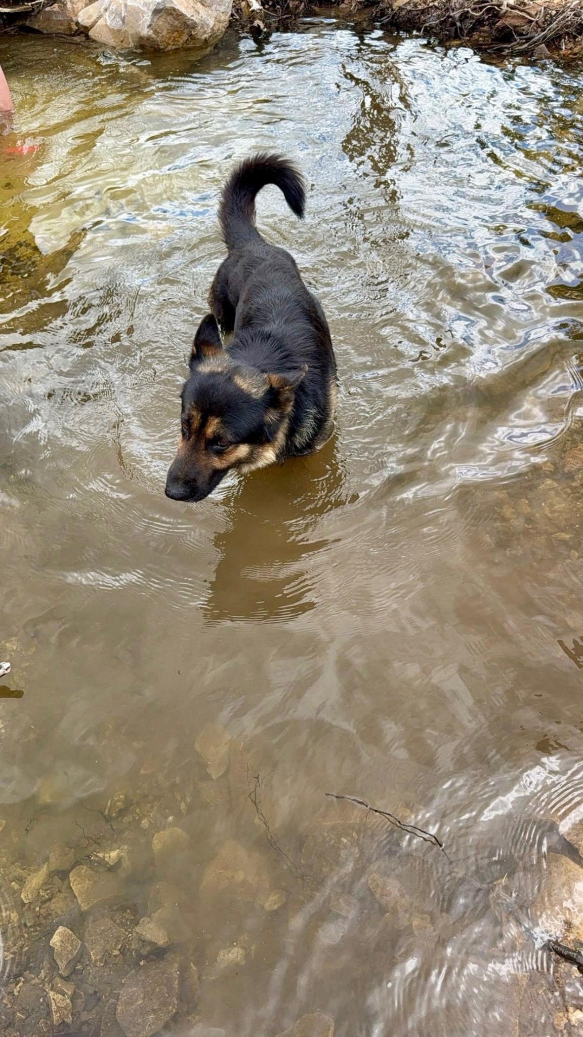 Enlarge Koda, a Adoptable German Shepherd Dog in Chesterfield, MO image 4/6