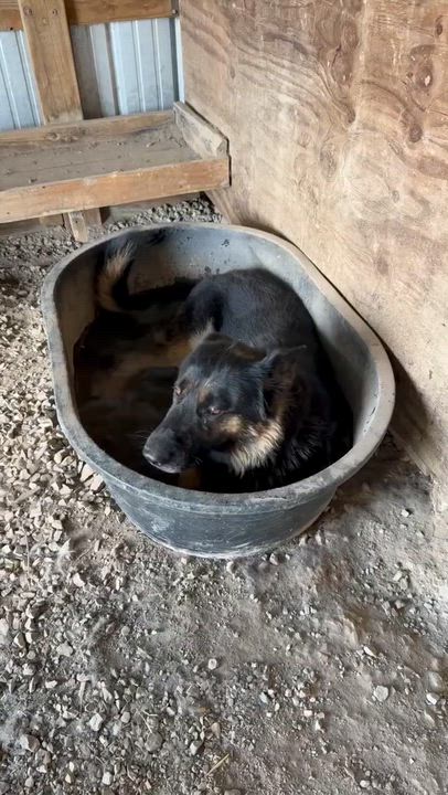 Enlarge Koda, a Adoptable German Shepherd Dog in Chesterfield, MO video 6/6