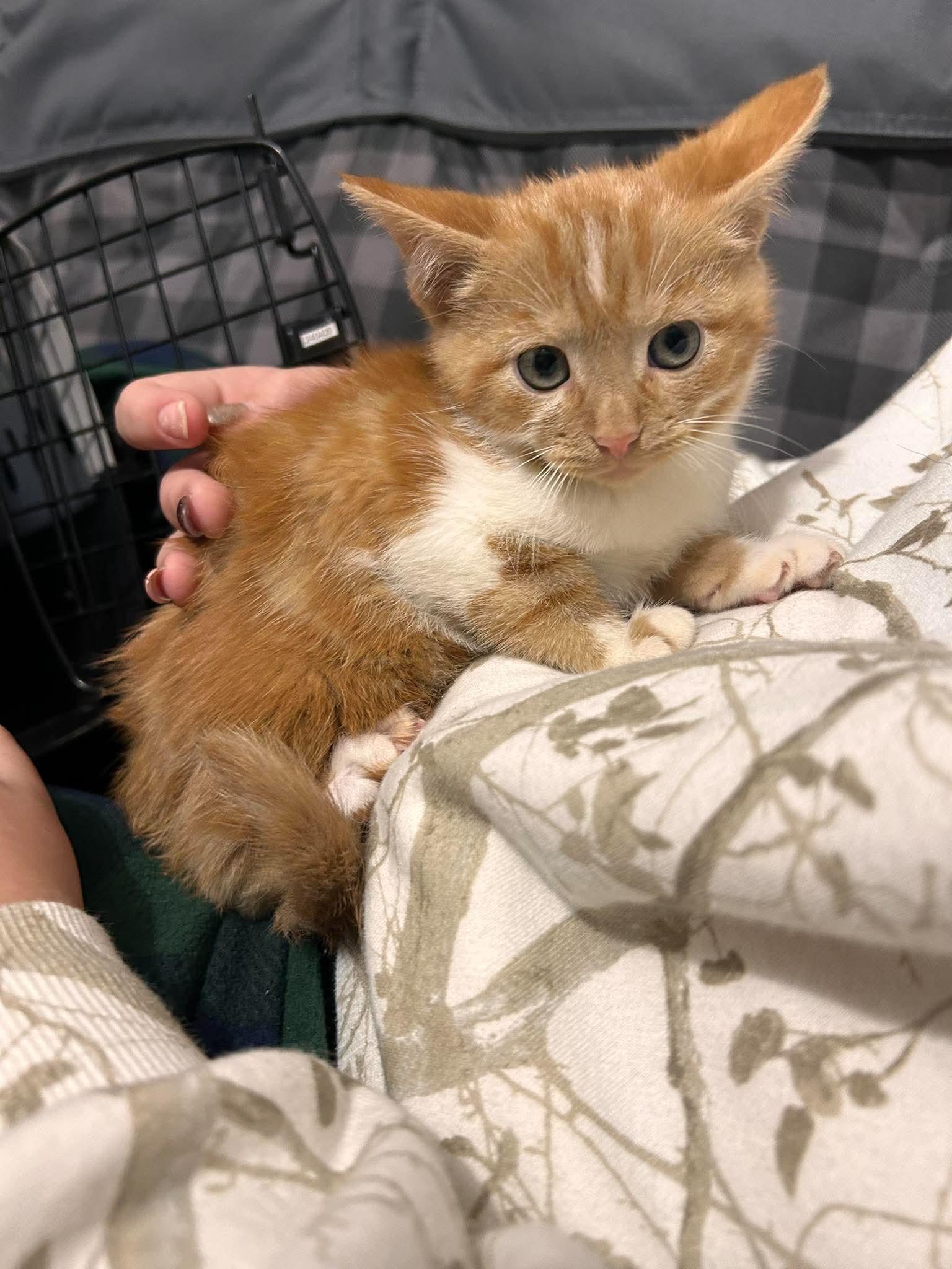 Enlarge Pumpkin, a Adoptable Domestic Short Hair in Detroit, MI image 1/1