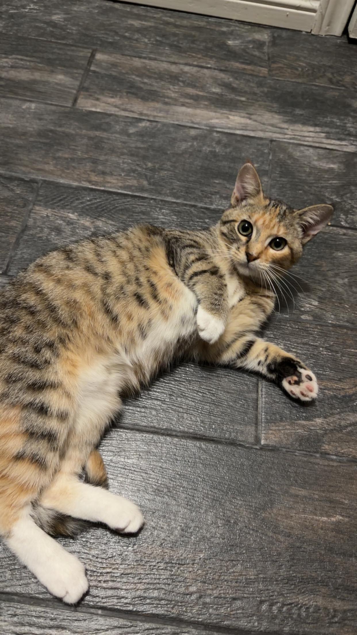 Enlarge Ritz, an adopted Domestic Short Hair in Mesquite, TX image 1/2
