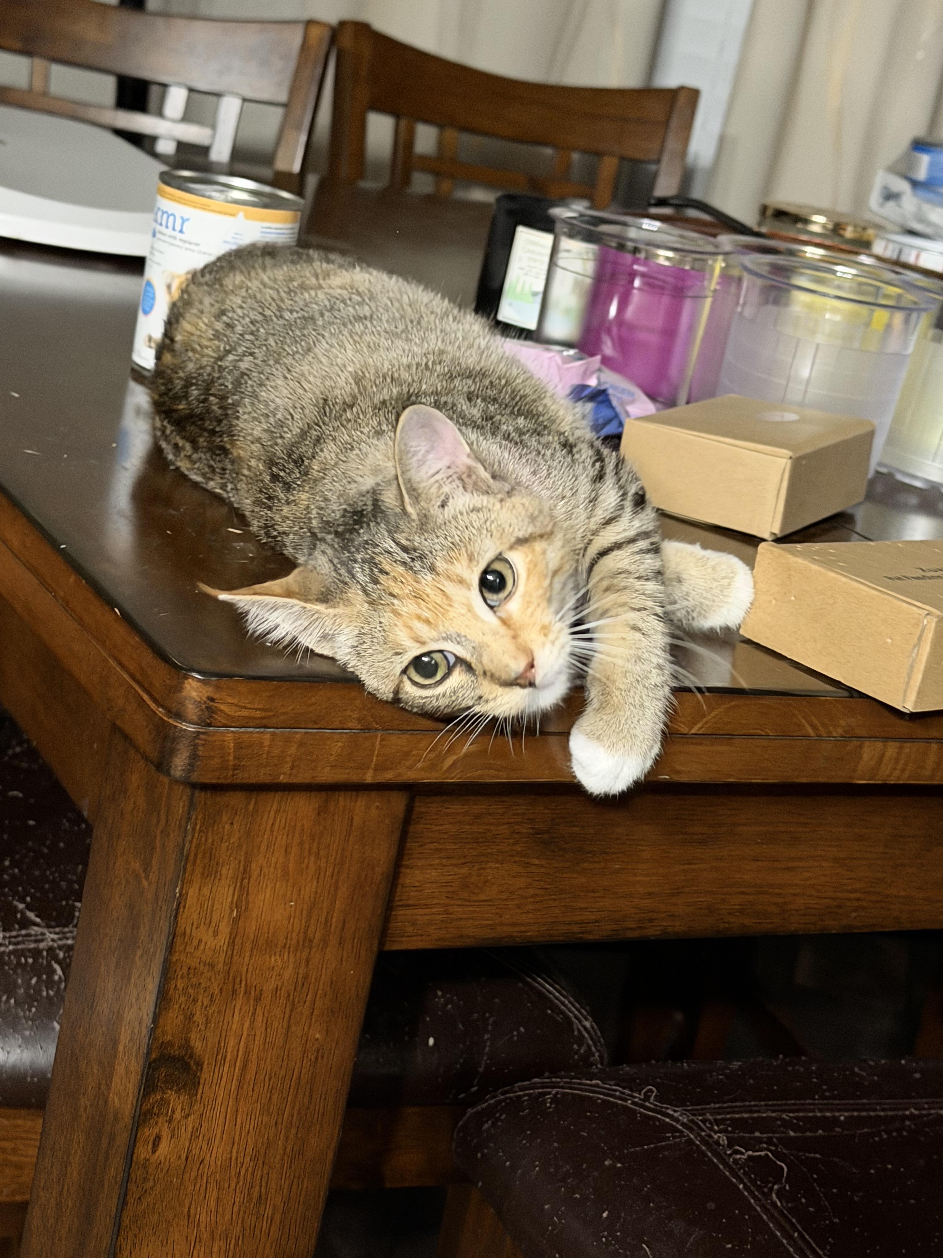 Enlarge Ritz, an adopted Domestic Short Hair in Mesquite, TX image 2/2