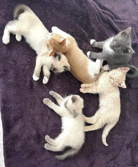 Enlarge Kitten Otis, a Adopted mixed breed in Seal Beach, CA image 1/3