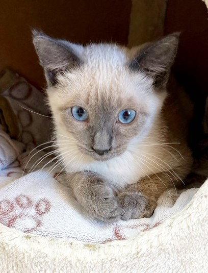 Enlarge Kitten Otis, a Adopted mixed breed in Seal Beach, CA image 2/3