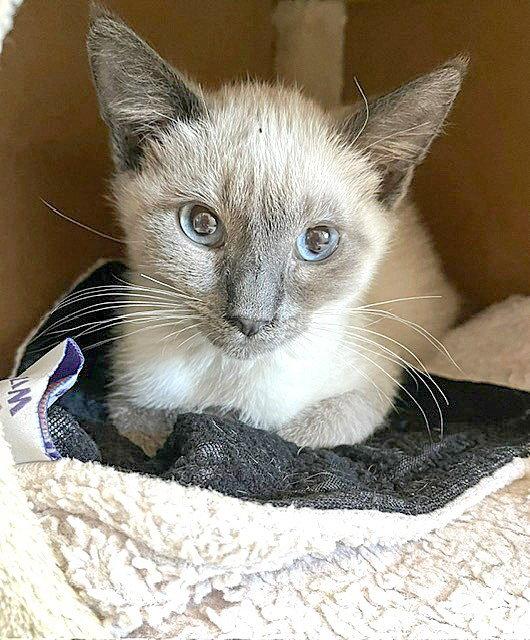 Enlarge Kitten Otis, a Adopted mixed breed in Seal Beach, CA image 3/3