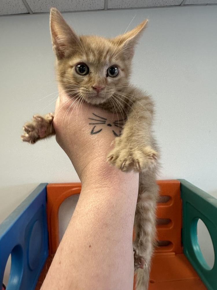 Enlarge Talamage, a Adoptable Domestic Short Hair in Albany, WI image 2/3