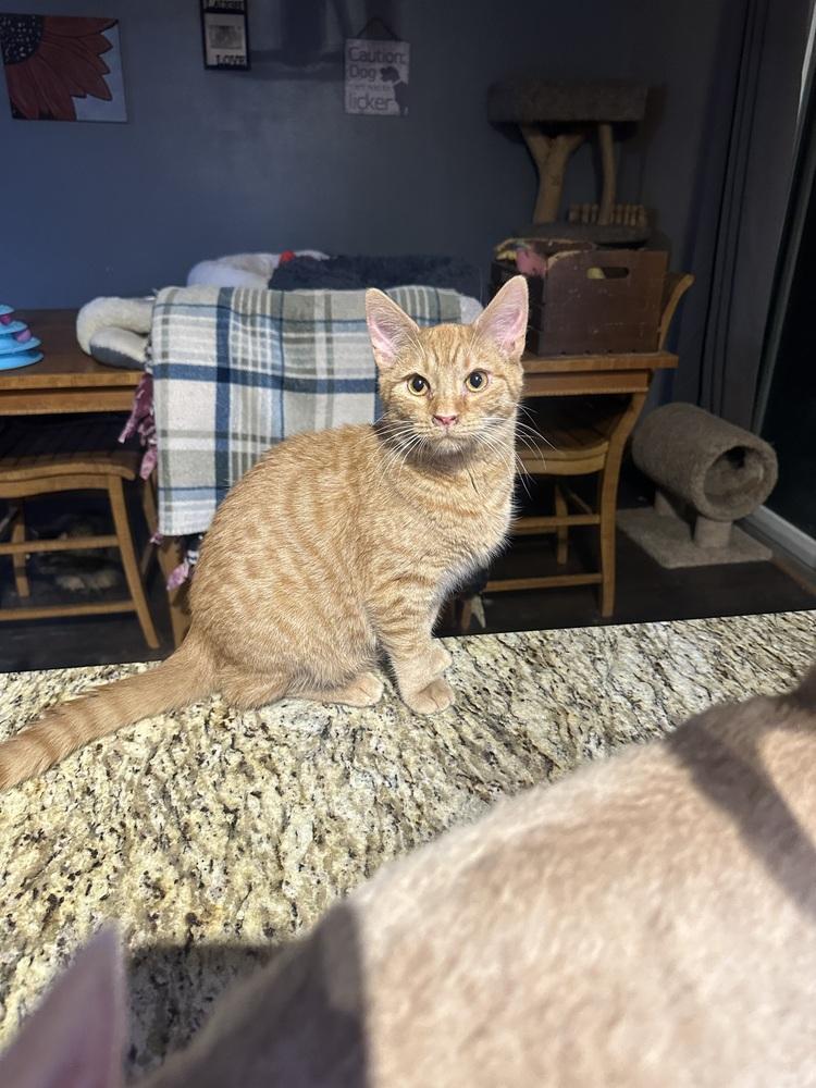 Enlarge Talamage, a Adoptable Domestic Short Hair in Albany, WI image 3/3