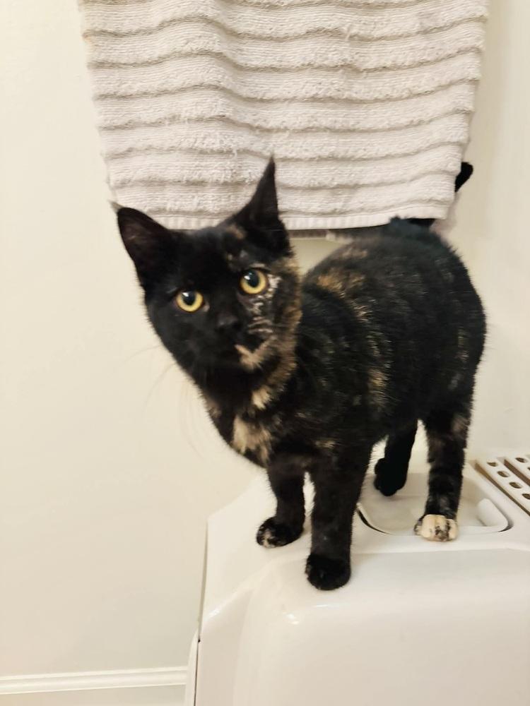 Shampoo, Adoptable, Kitten Female Domestic Short Hair.