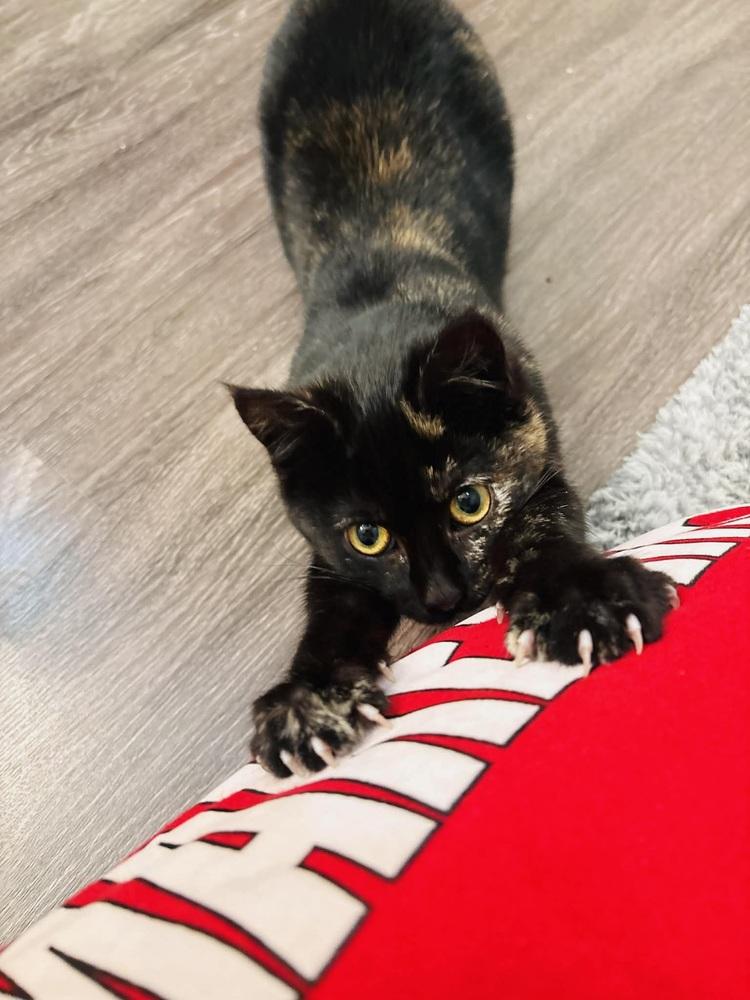 Enlarge Shampoo, a Adoptable Domestic Short Hair in Patchogue, NY image 2/6