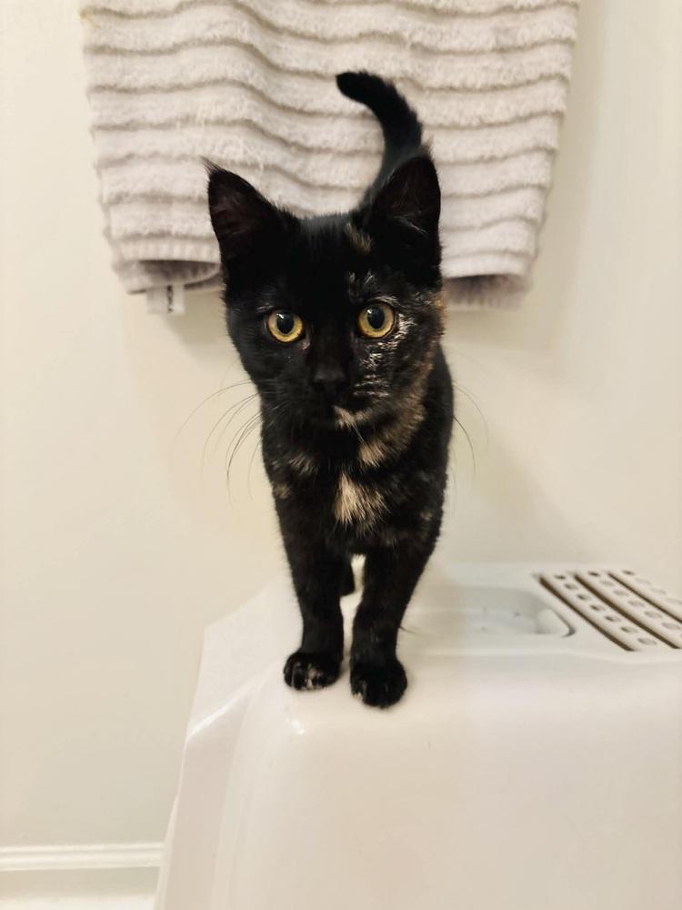 Enlarge Shampoo, a Adoptable Domestic Short Hair in Patchogue, NY image 3/6