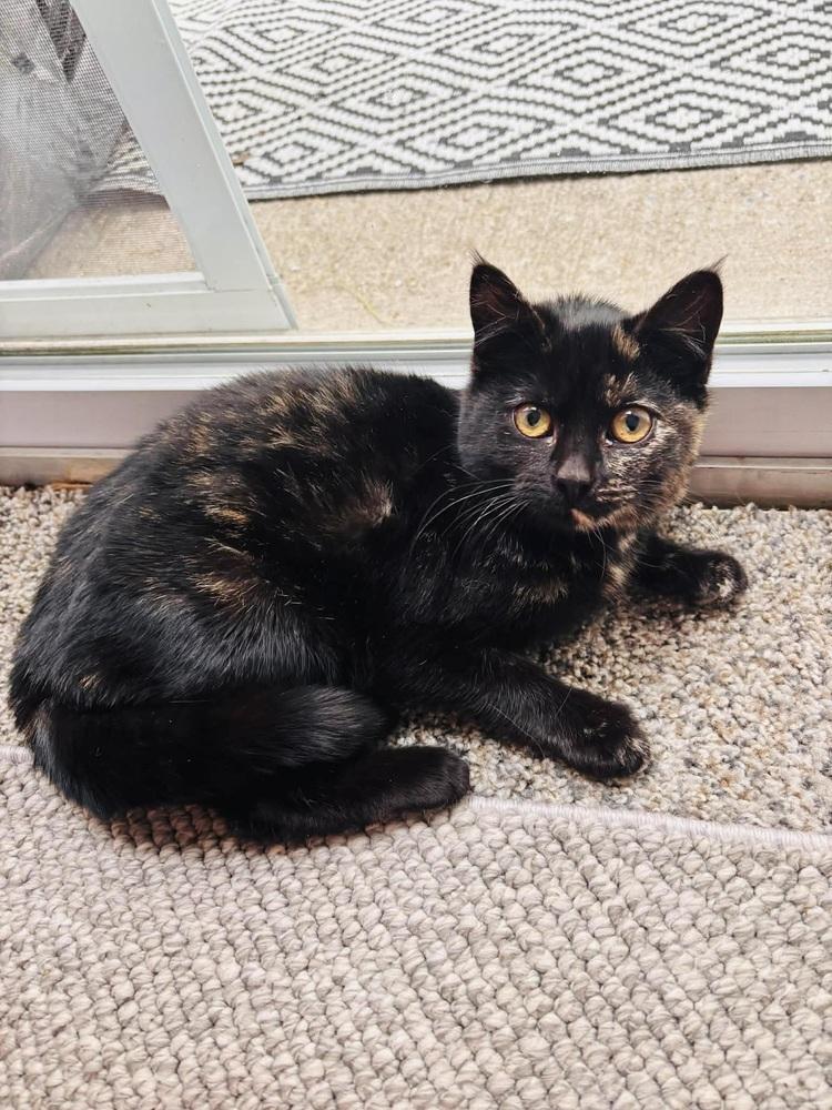 Enlarge Shampoo, a Adoptable Domestic Short Hair in Patchogue, NY image 4/6