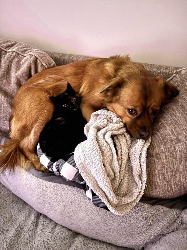 Enlarge Shampoo, a Adoptable Domestic Short Hair in Patchogue, NY image 5/6