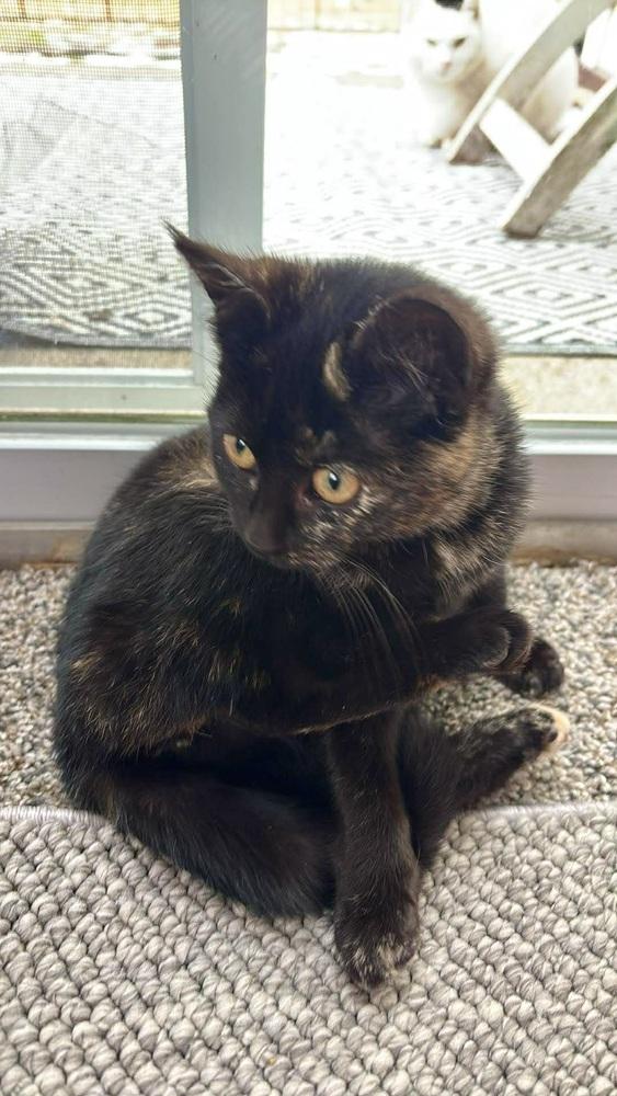 Enlarge Shampoo, a Adoptable Domestic Short Hair in Patchogue, NY image 6/6