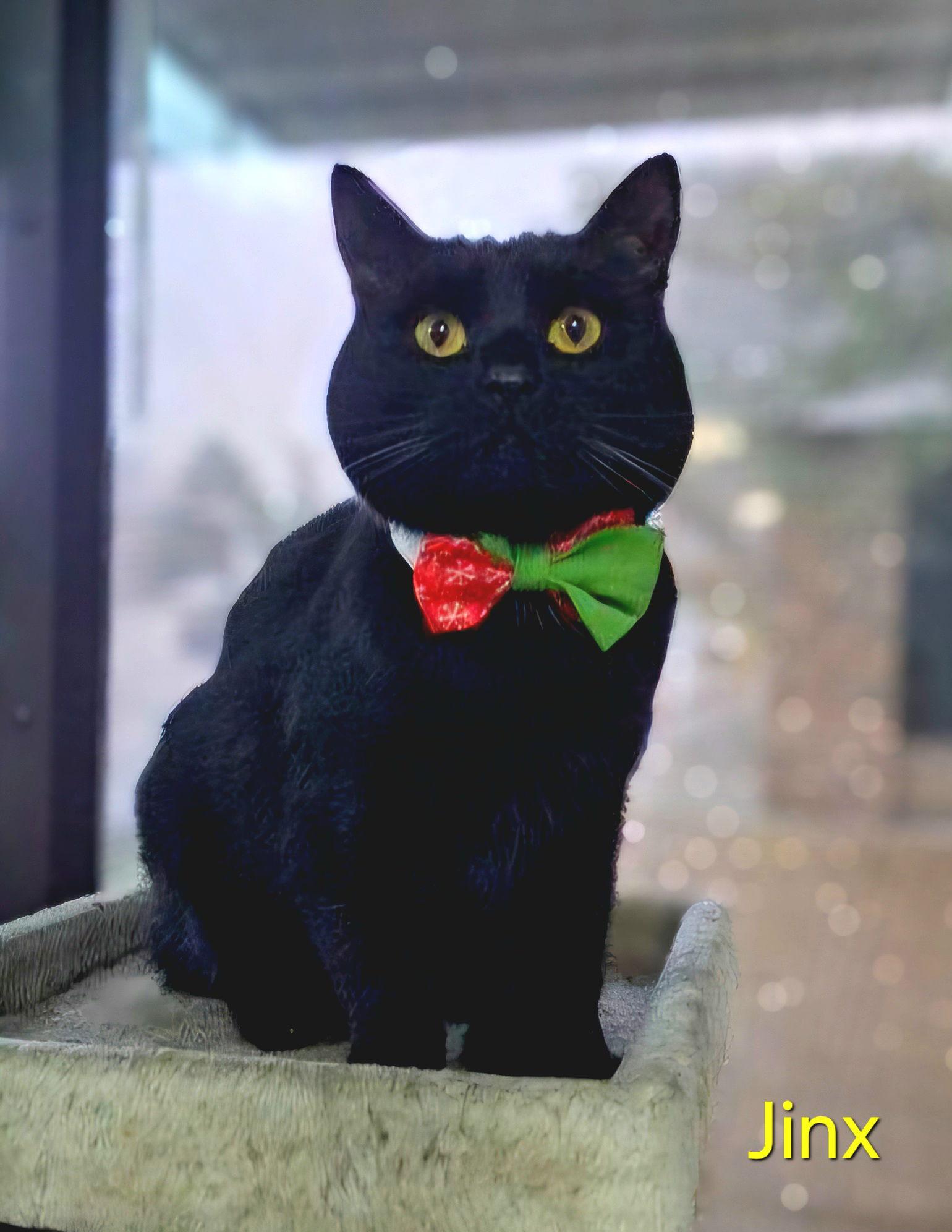 Enlarge Jinx, a Adoptable Domestic Short Hair in Lake Saint Louis, MO image 1/2