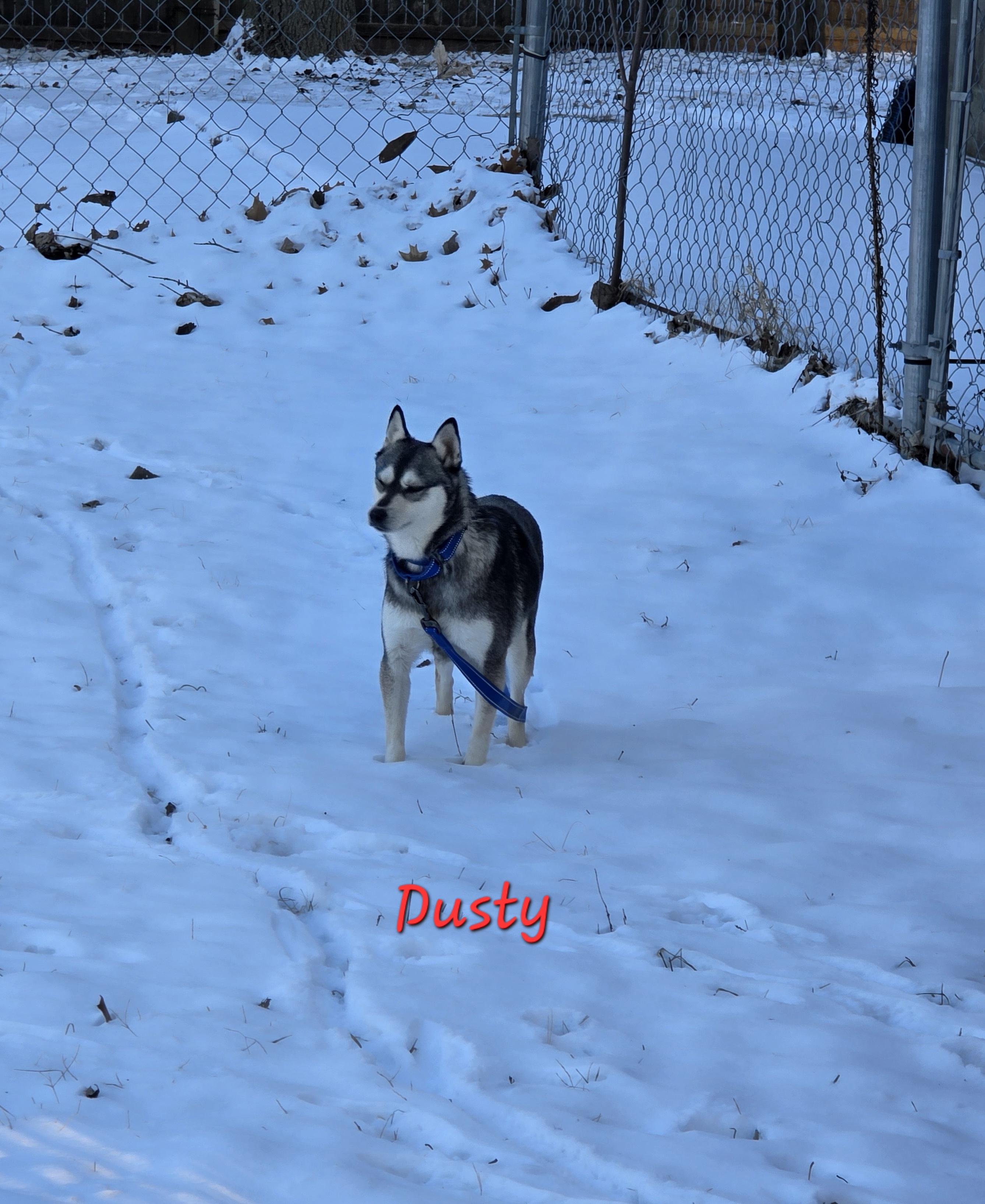 Enlarge Dusty, a ADOPTABLE Klee Kai in Wever, IA image 5/5