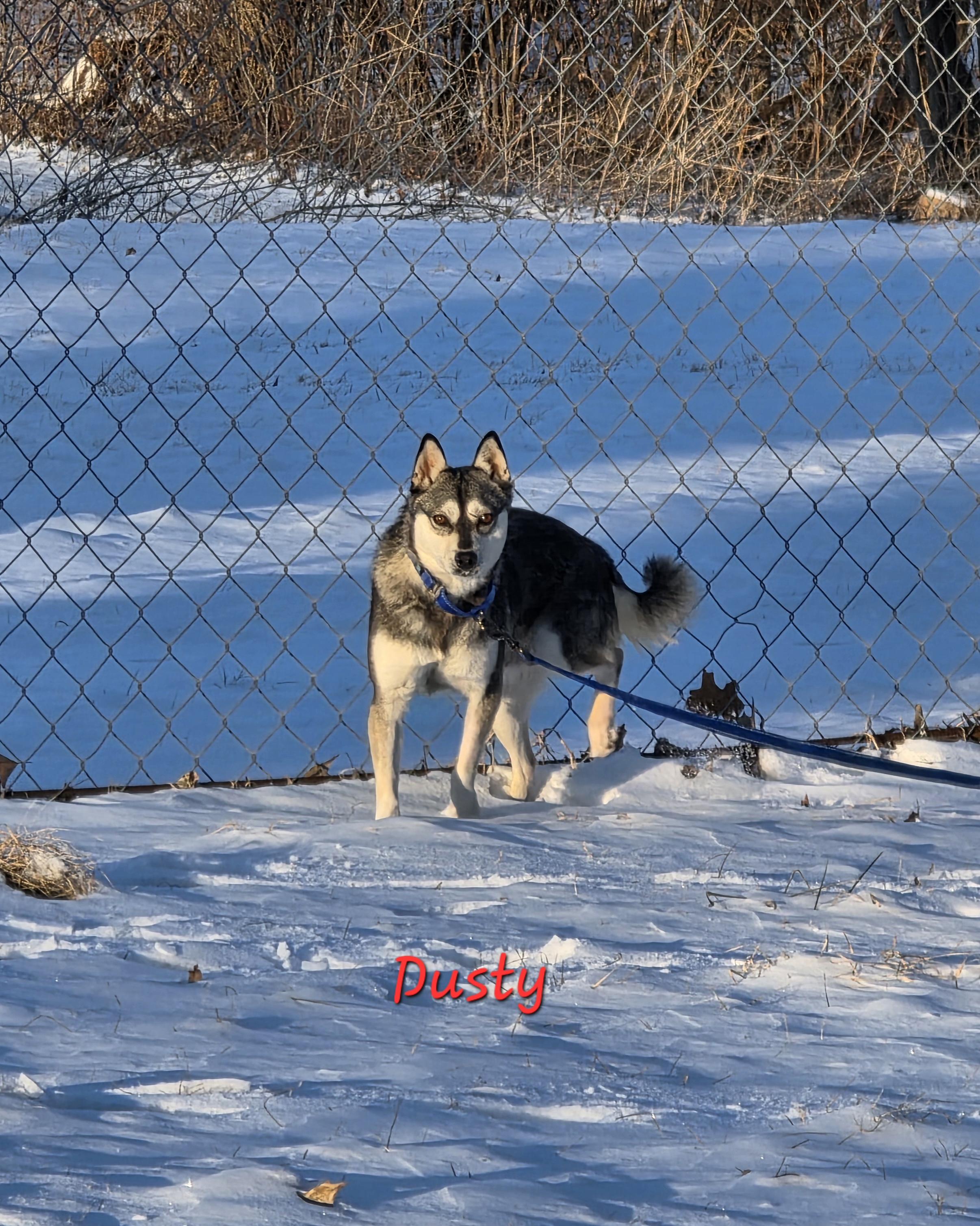 Enlarge Dusty, a ADOPTABLE Klee Kai in Wever, IA image 3/5