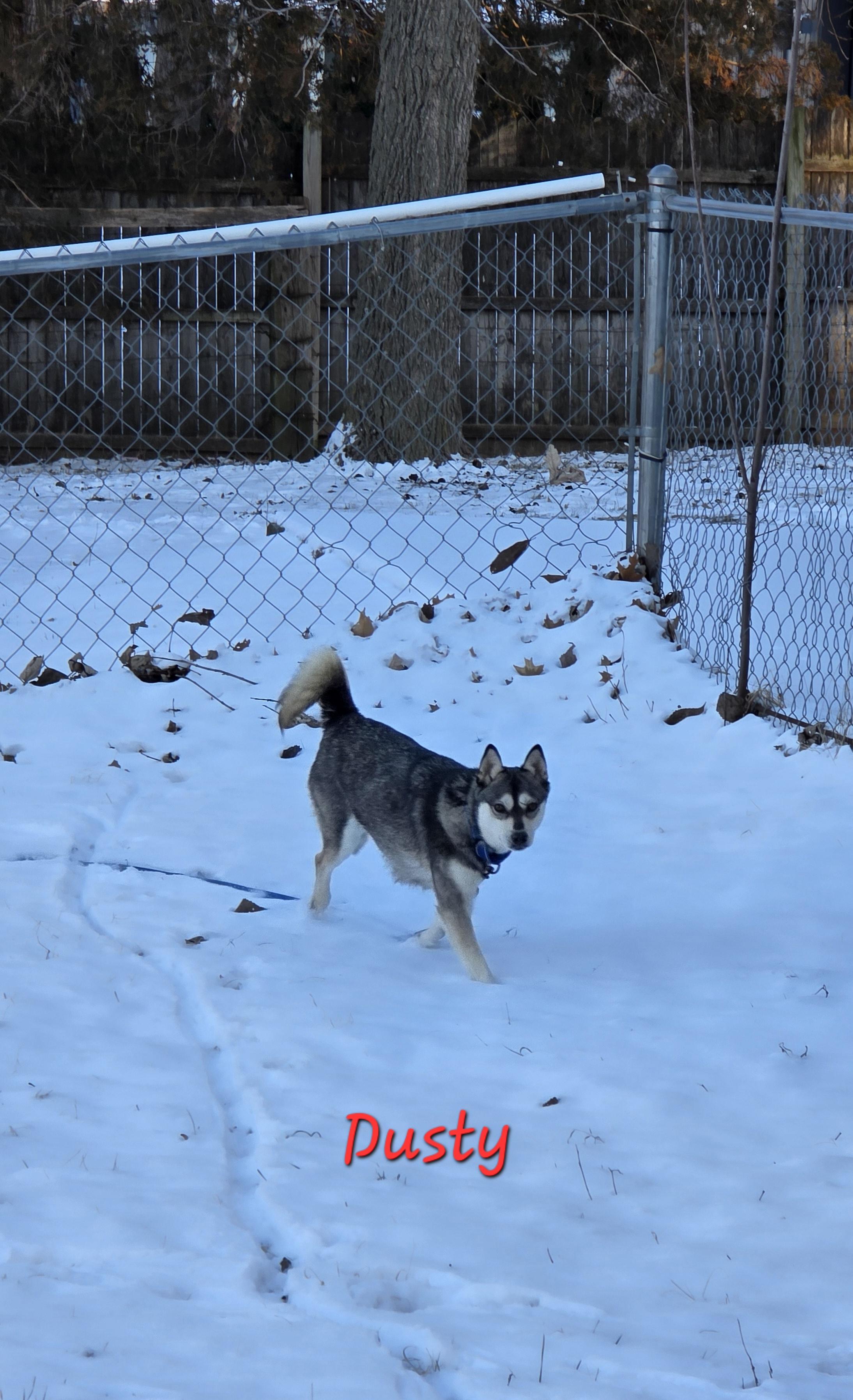 Enlarge Dusty, a ADOPTABLE Klee Kai in Wever, IA image 4/5