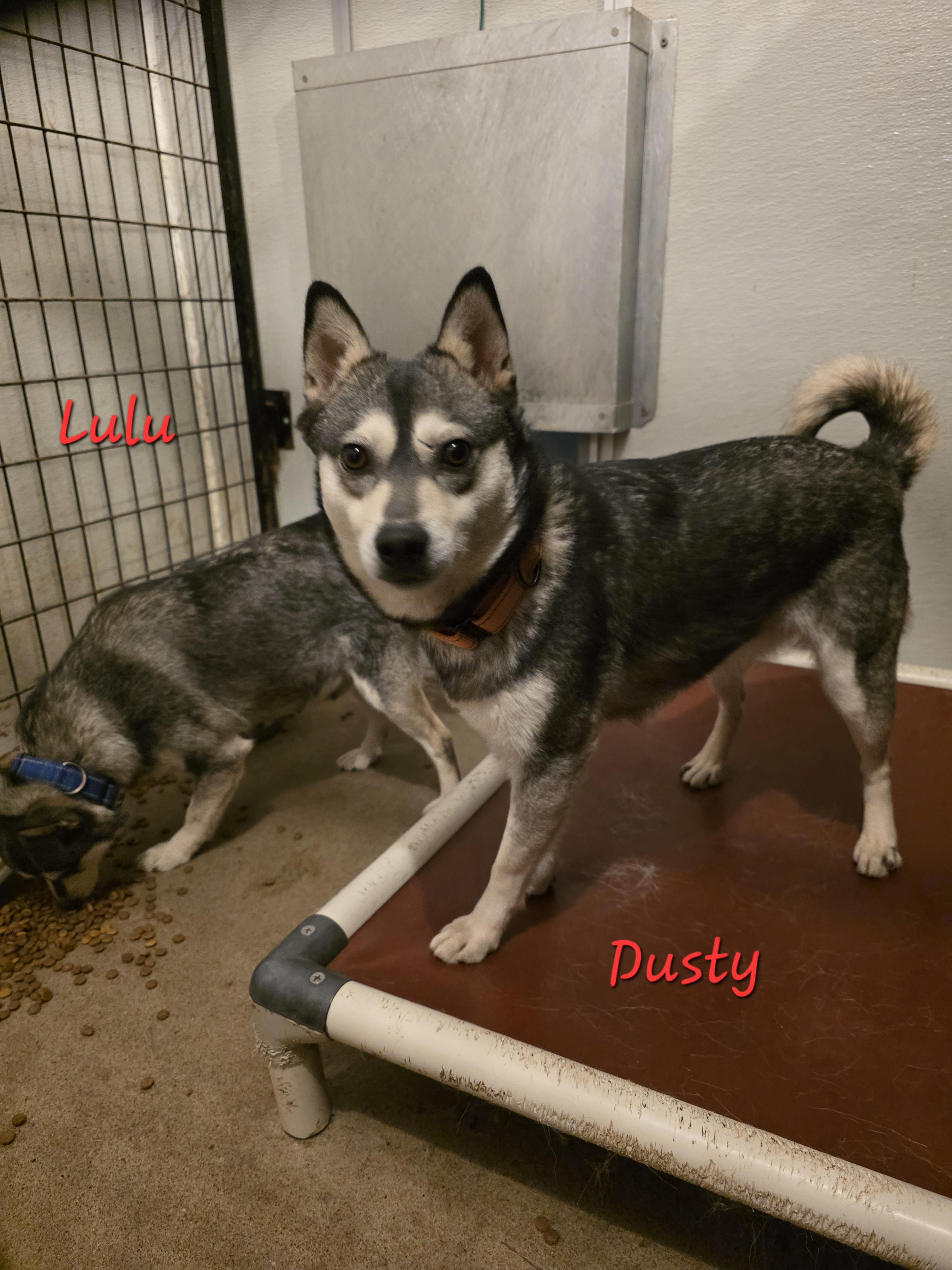 Enlarge Dusty, a ADOPTABLE Klee Kai in Wever, IA image 1/5