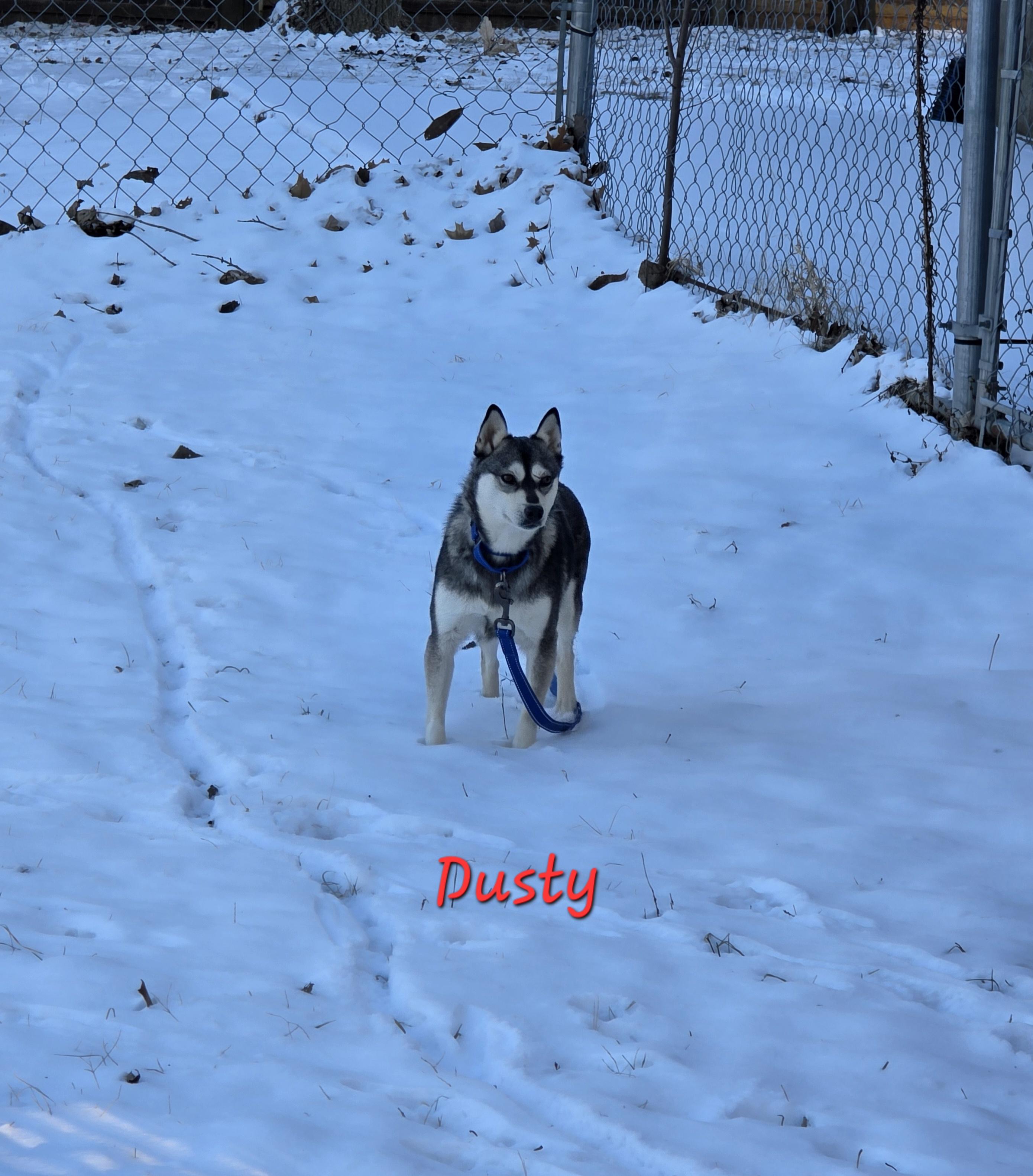 Enlarge Dusty, a ADOPTABLE Klee Kai in Wever, IA image 2/5