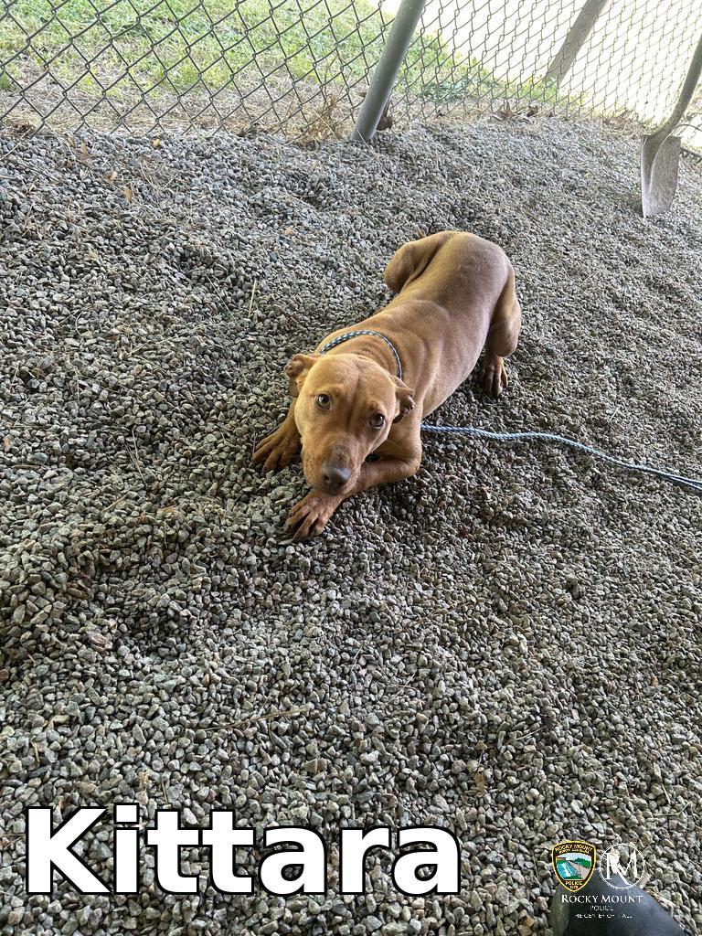 Kittara, Adoptable, Puppy Female Pit Bull Terrier.
