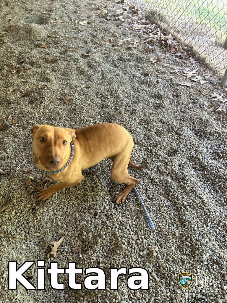 Enlarge Kittara, a Adoptable Pit Bull Terrier in Rocky Mount, NC image 2/2