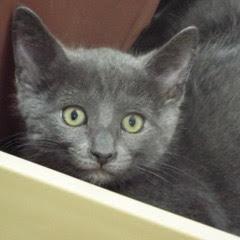 Bossa Nova, Baby Male Tabby