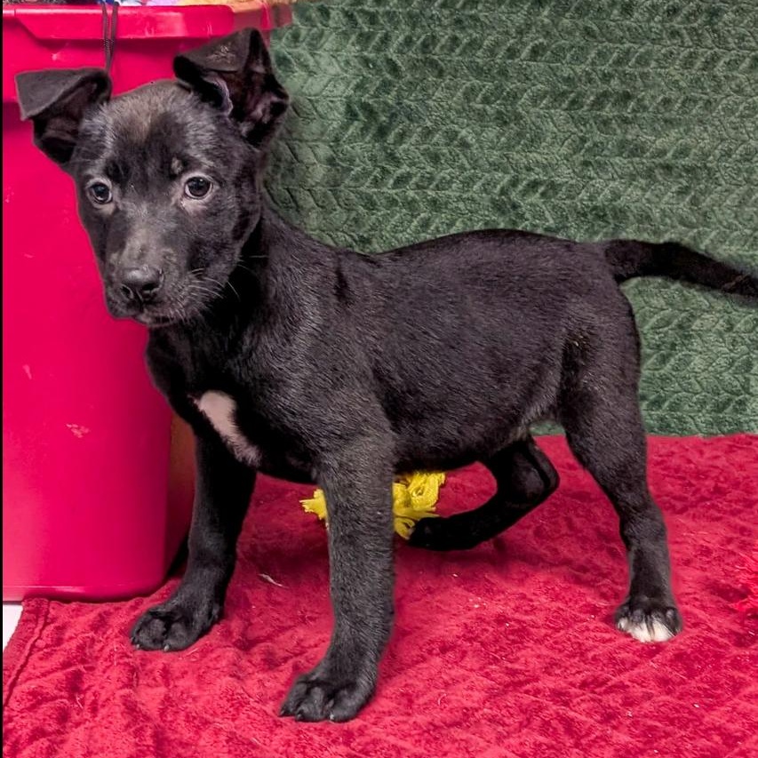 Brienne, Adoptable, Puppy Female Labrador Retriever.