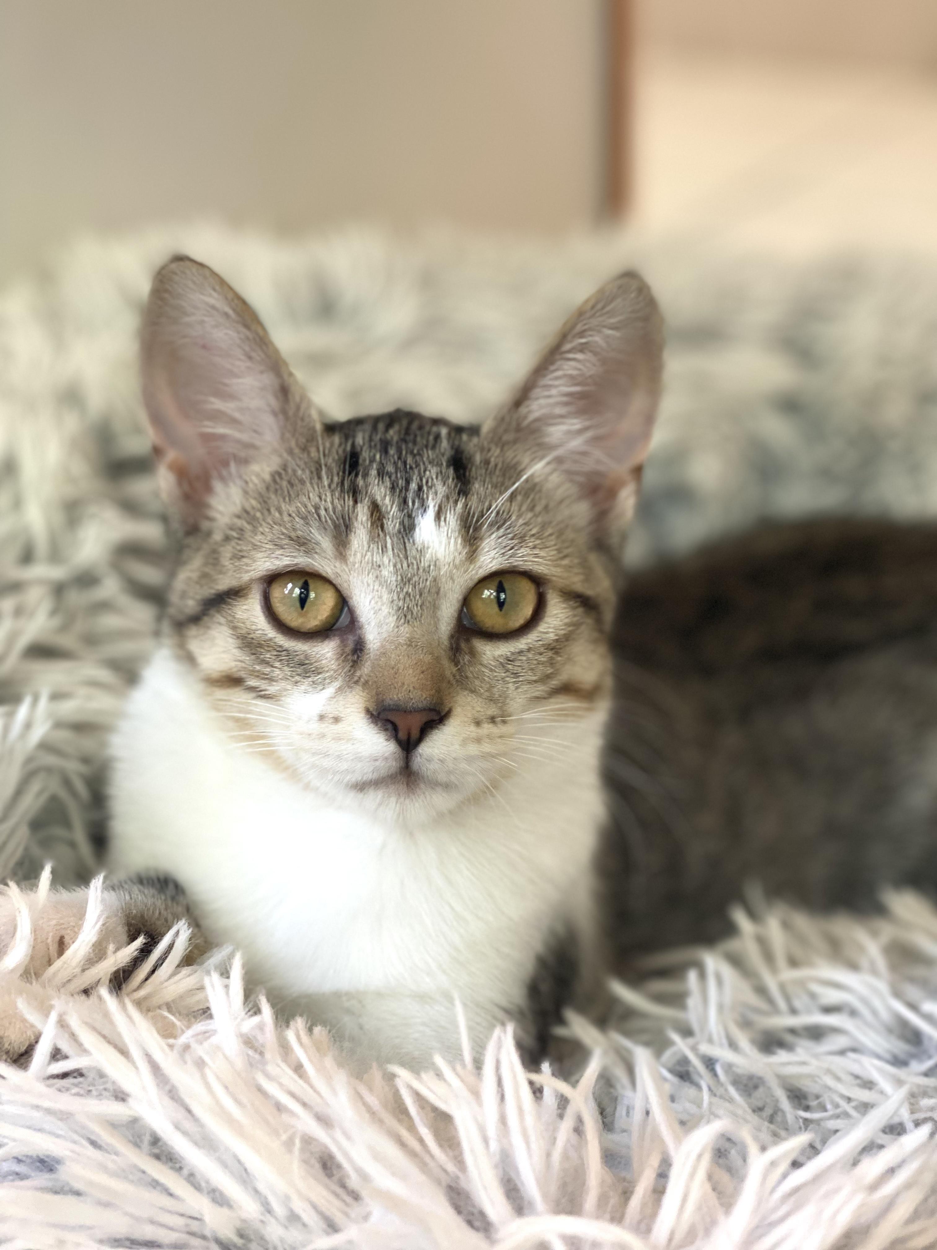 Dawn, adopted, Young Female Domestic Short Hair.