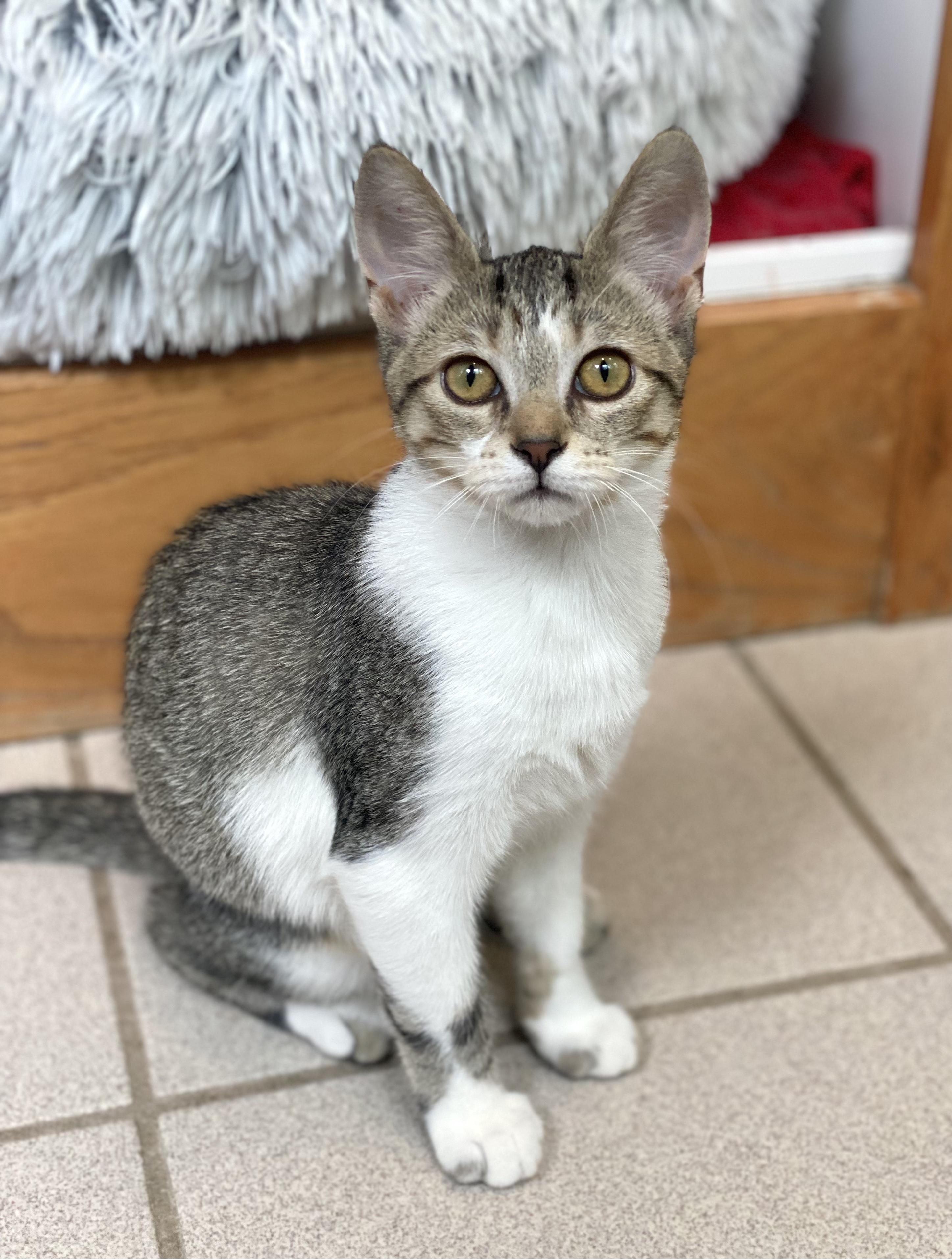 Enlarge Dawn, an adopted Domestic Short Hair in Ann Arbor, MI image 2/2