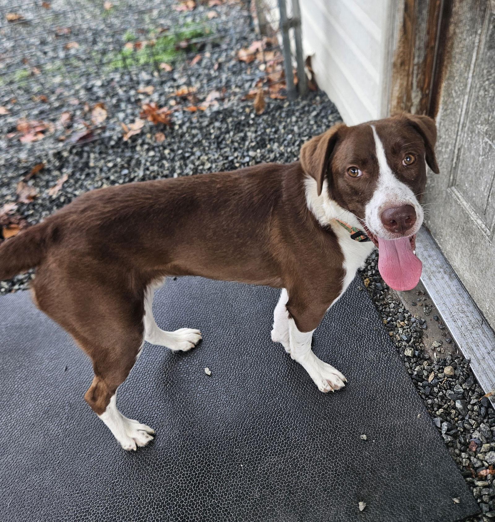 Gregory, a Adoptable Hound in Thomasville, NC image 1/3