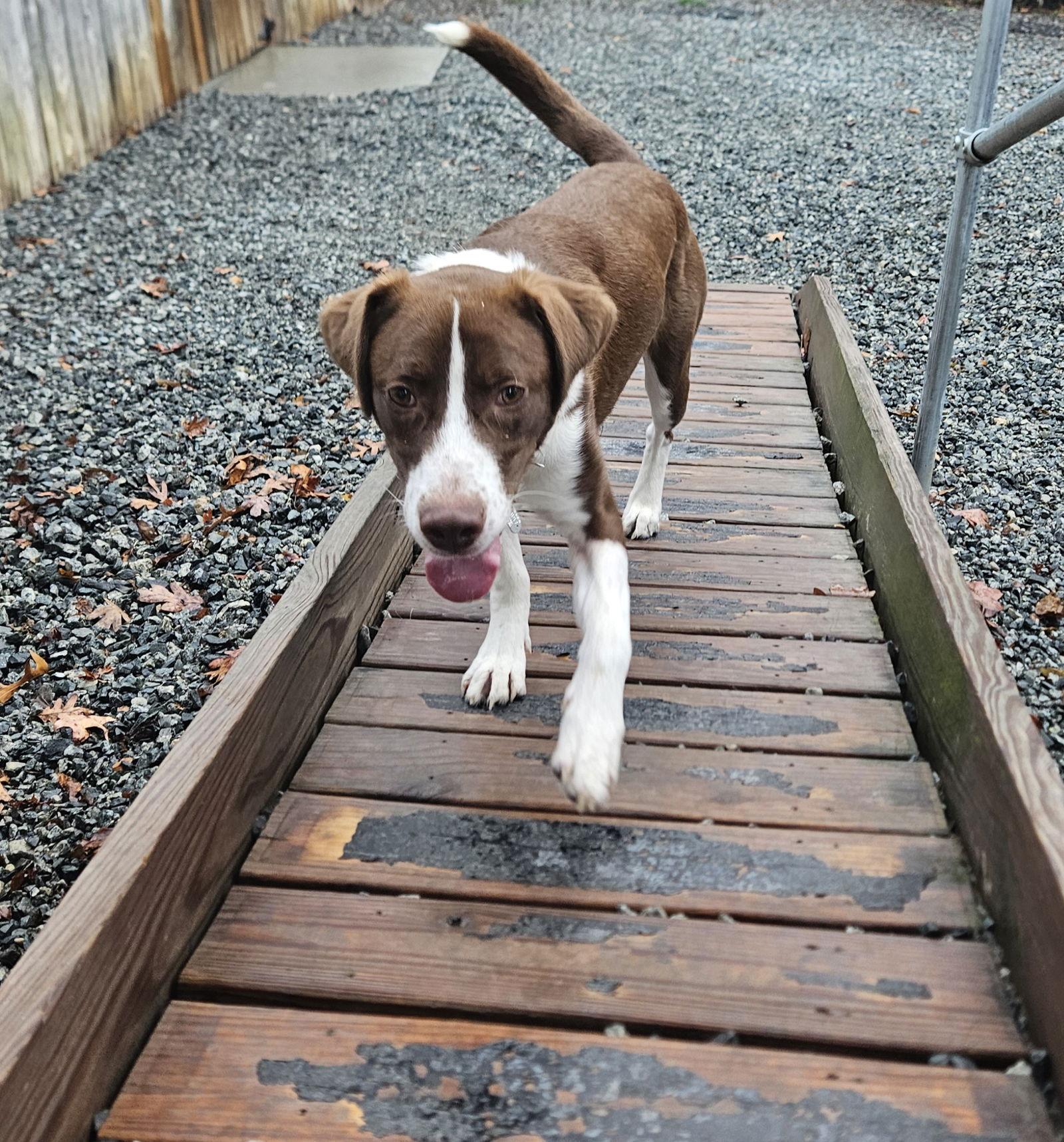 Gregory, a Adoptable Hound in Thomasville, NC image 2/3