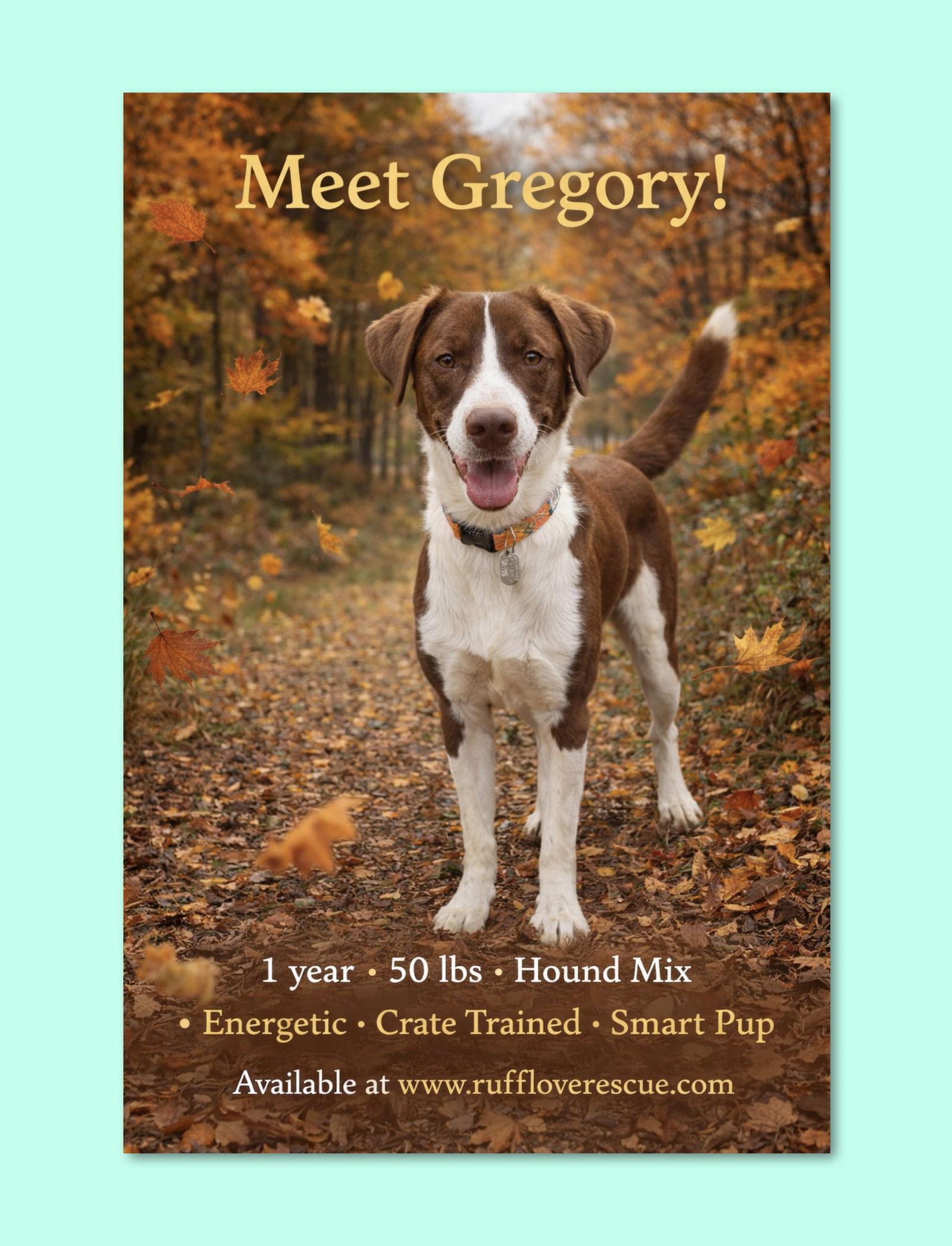 Gregory, a Adoptable Hound in Thomasville, NC image 3/3