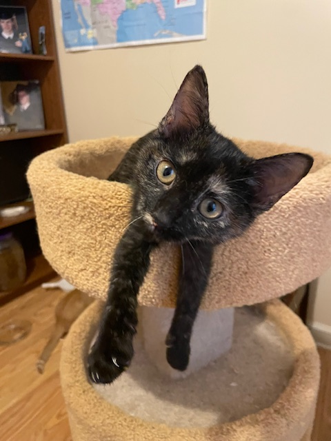 CP - NC Kiwi, a Adoptable mixed breed in Winston Salem, NC image 1/5