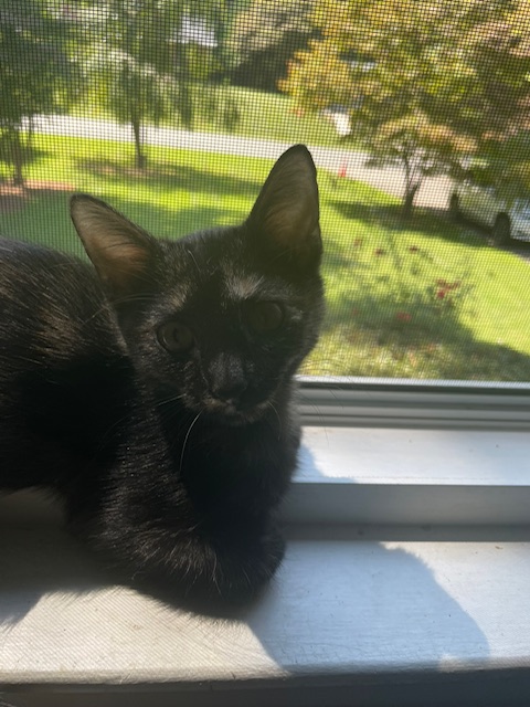 Cp  Nc Kiwi thumbnail 2