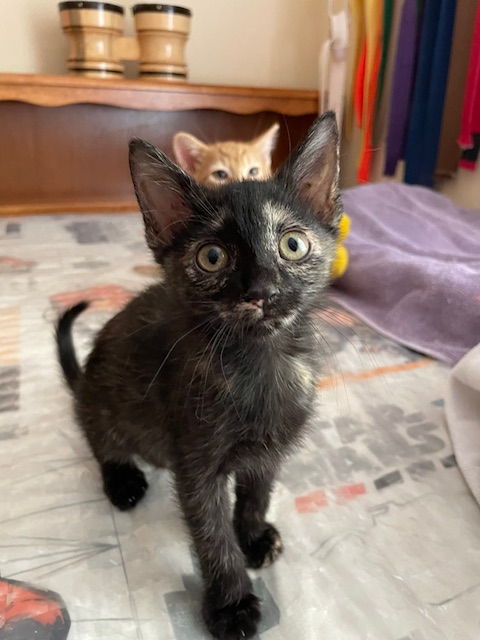 CP - NC Kiwi, a Adoptable mixed breed in Winston Salem, NC image 3/5