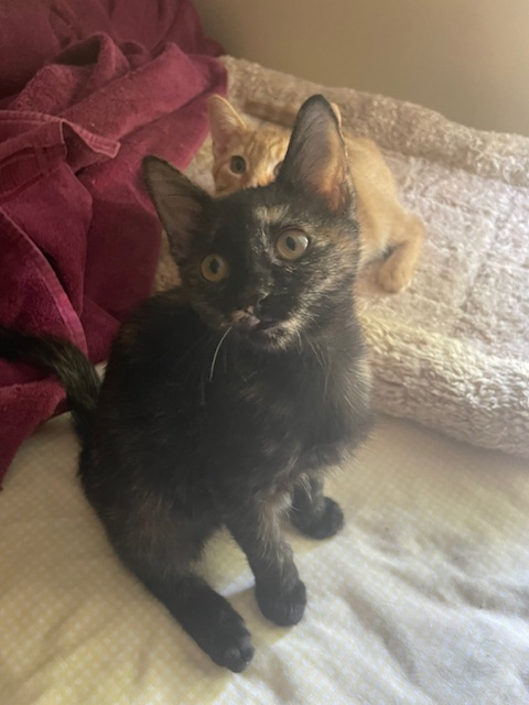 CP - NC Kiwi, a Adoptable mixed breed in Winston Salem, NC image 4/5