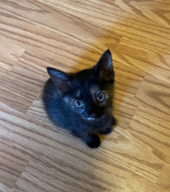 CP - NC Kiwi, a Adoptable mixed breed in Winston Salem, NC image 5/5