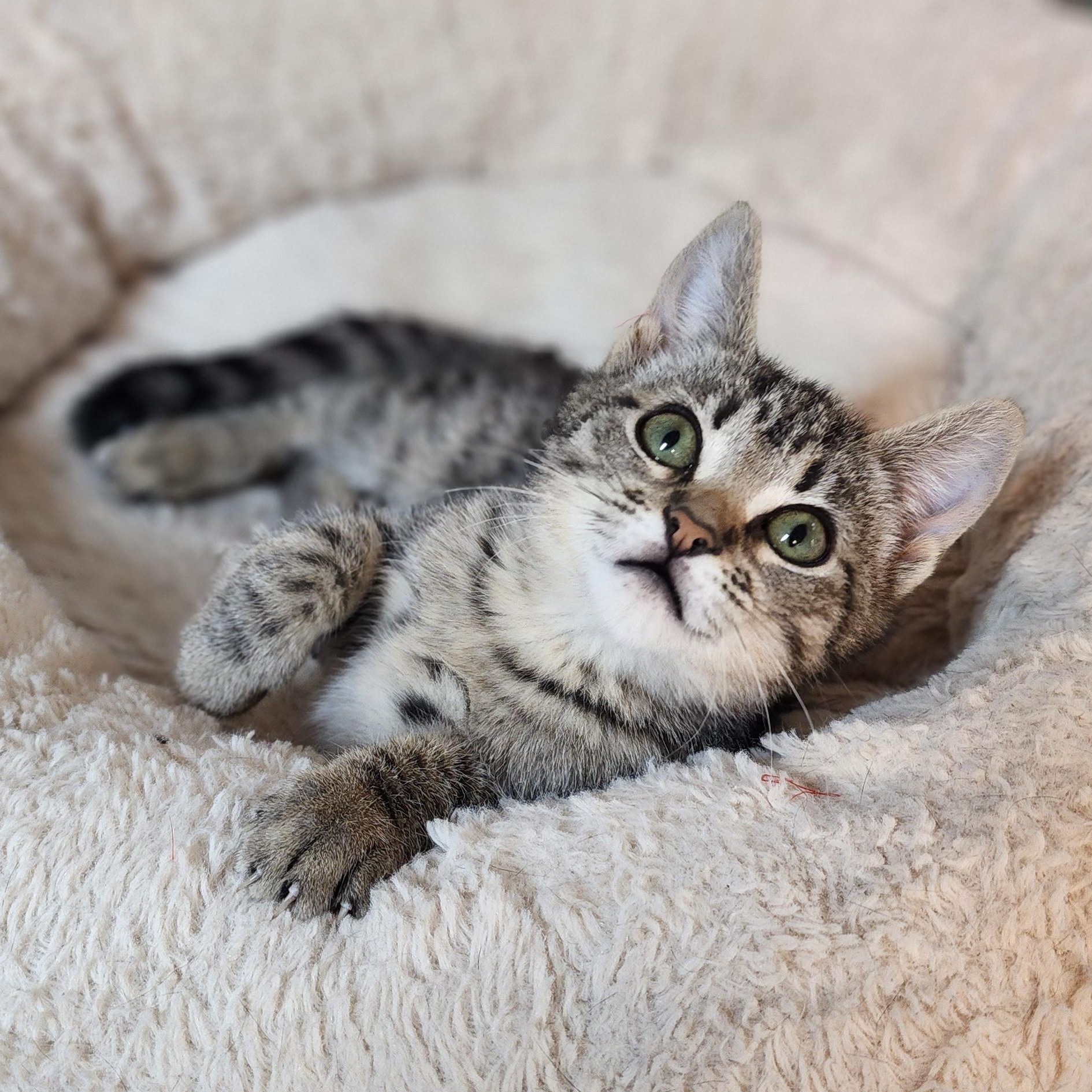 Momo, a Adoptable mixed breed in Greensboro, NC image 3/6