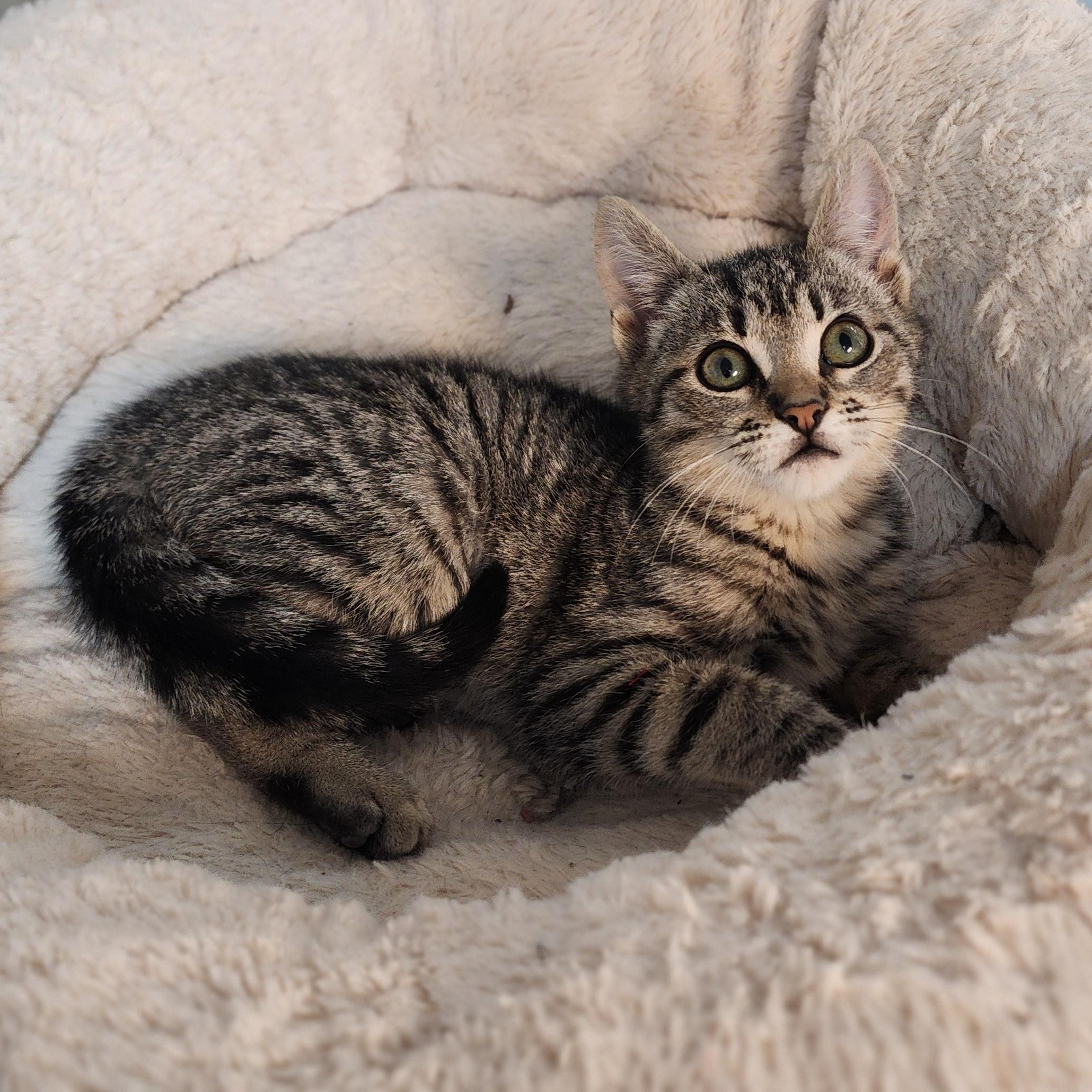 Momo, a Adoptable mixed breed in Greensboro, NC image 6/6