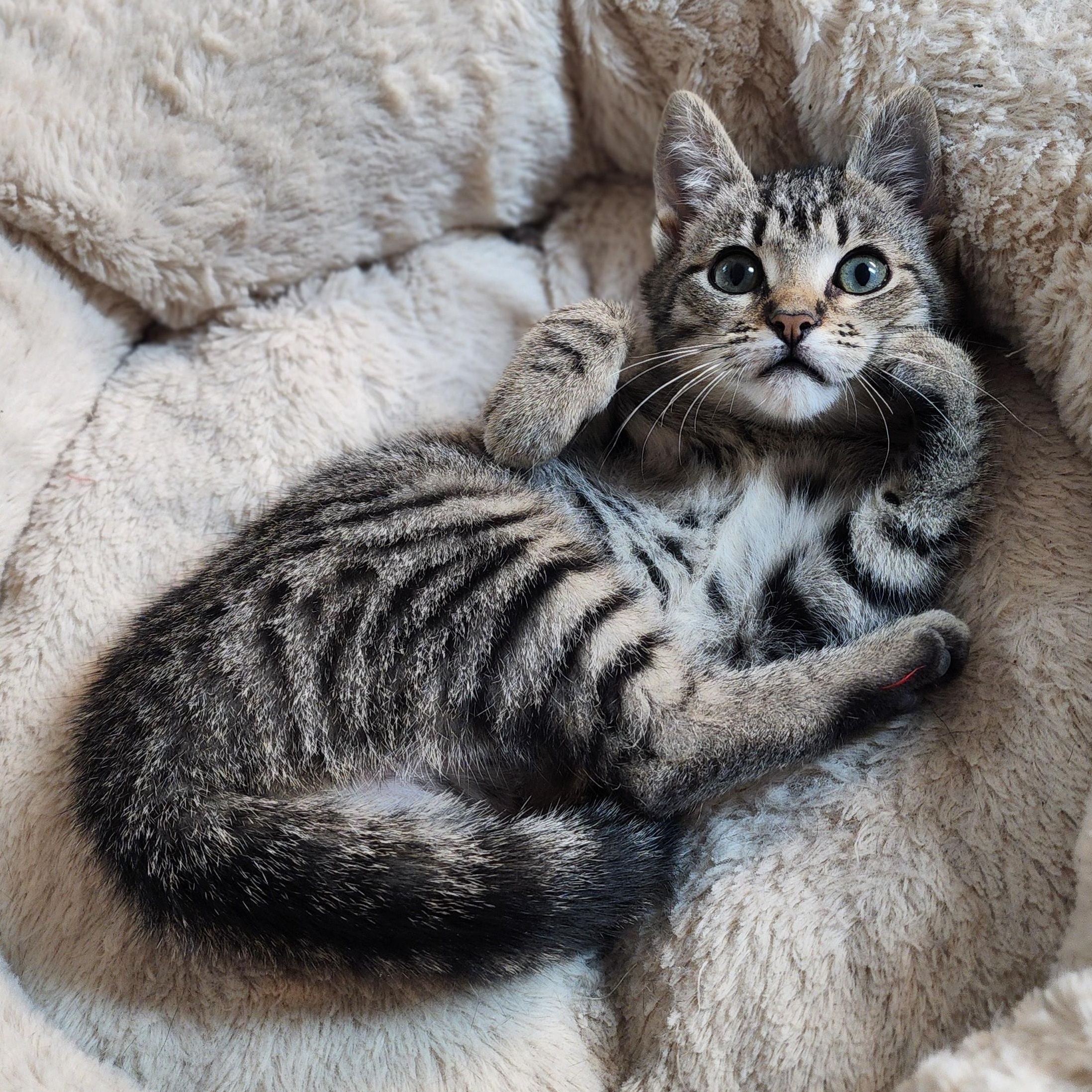 Momo, a Adoptable mixed breed in Greensboro, NC image 2/6