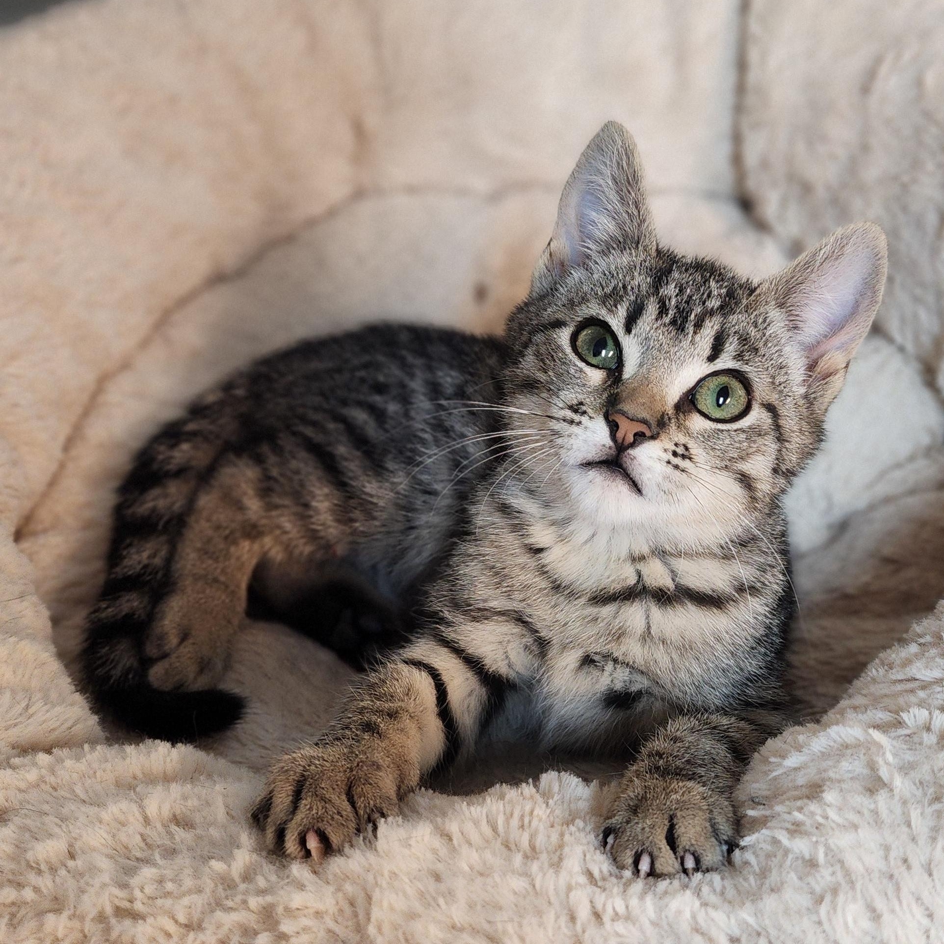 Momo, Adoptable, Young Female Tabby & Domestic Short Hair.