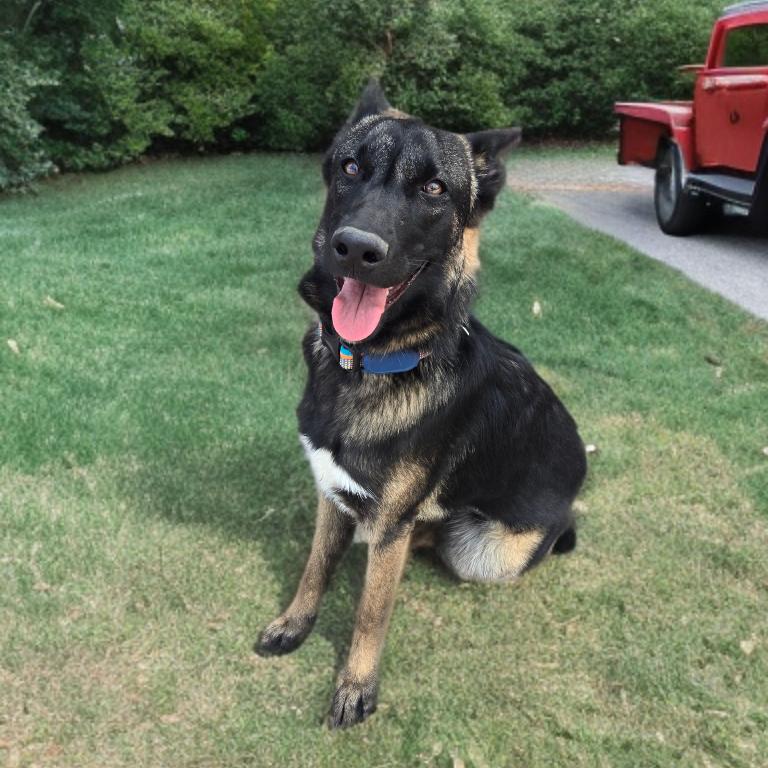 Enlarge Mariana, a Adoptable mixed breed in Las Vegas, NV image 1/4