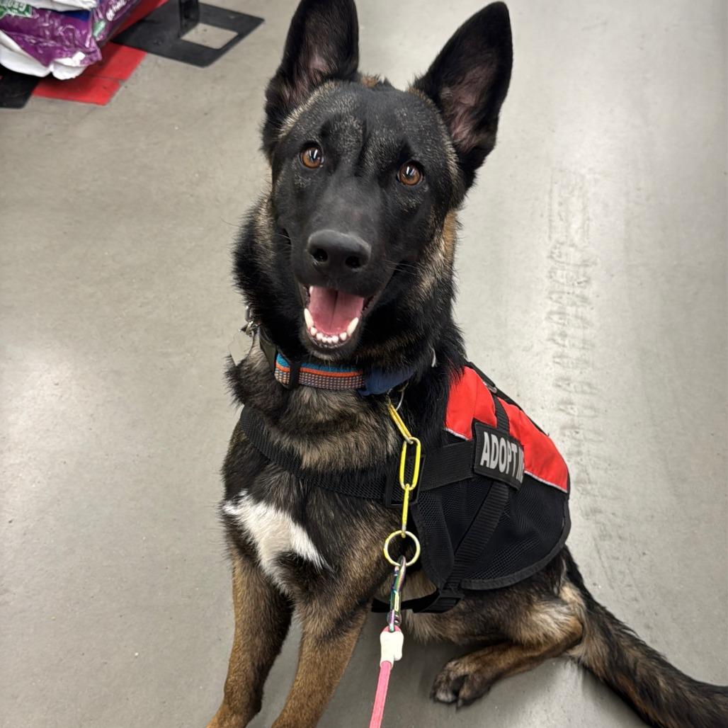 Enlarge Mariana, a Adoptable mixed breed in Las Vegas, NV image 2/4