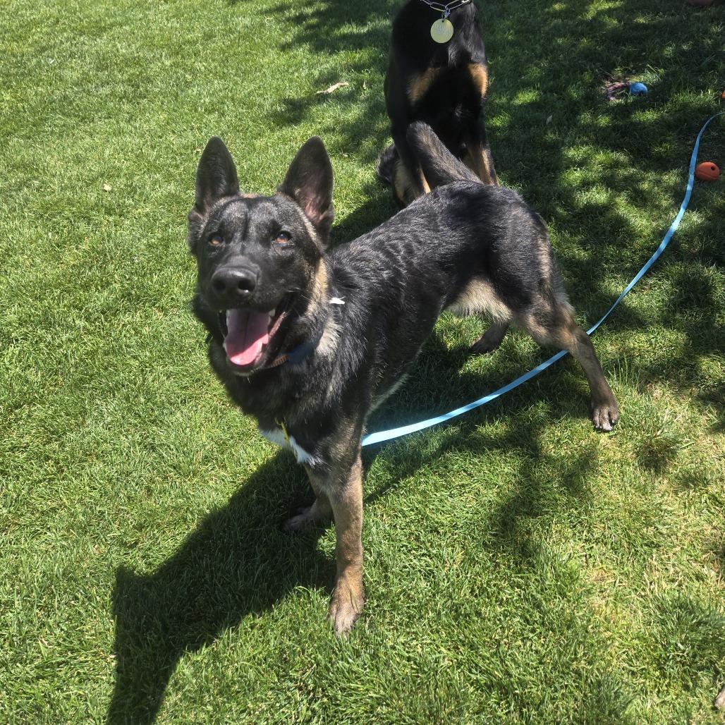 Enlarge Mariana, a Adoptable mixed breed in Las Vegas, NV image 4/4