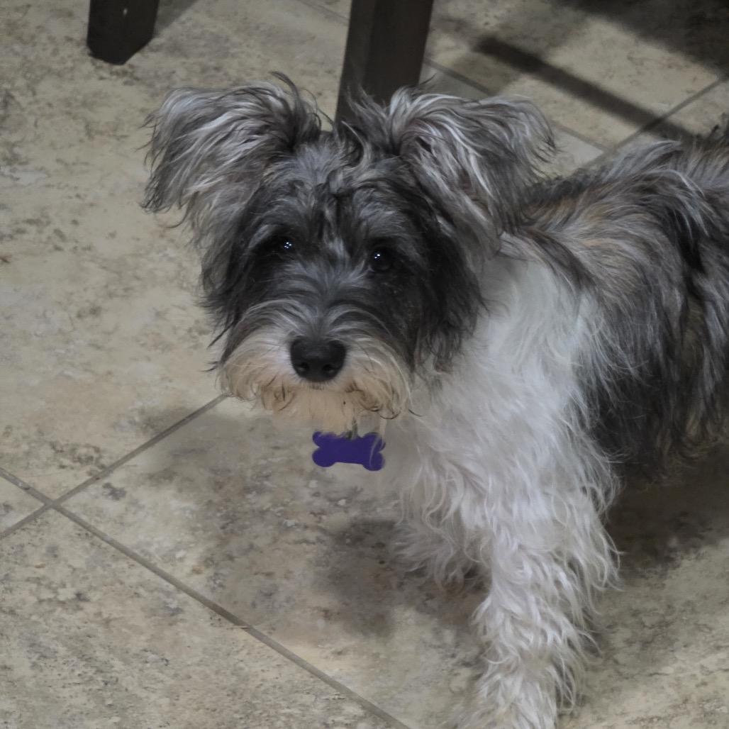 Belle Mae, Adoptable, Young Female Yorkshire Terrier & Shih Tzu.