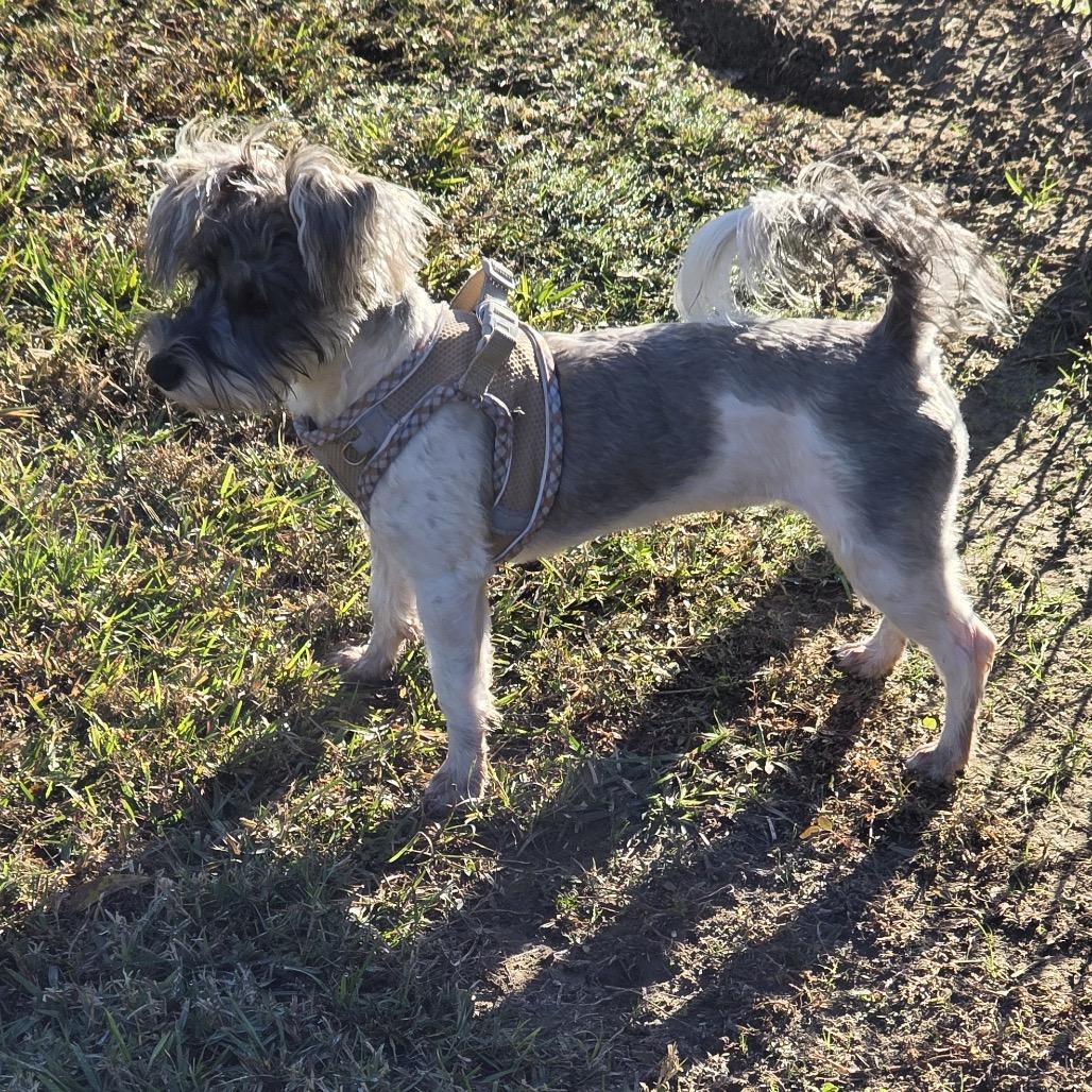 Belle Mae, a Adoptable mixed breed in Gulfport, MS image 2/3