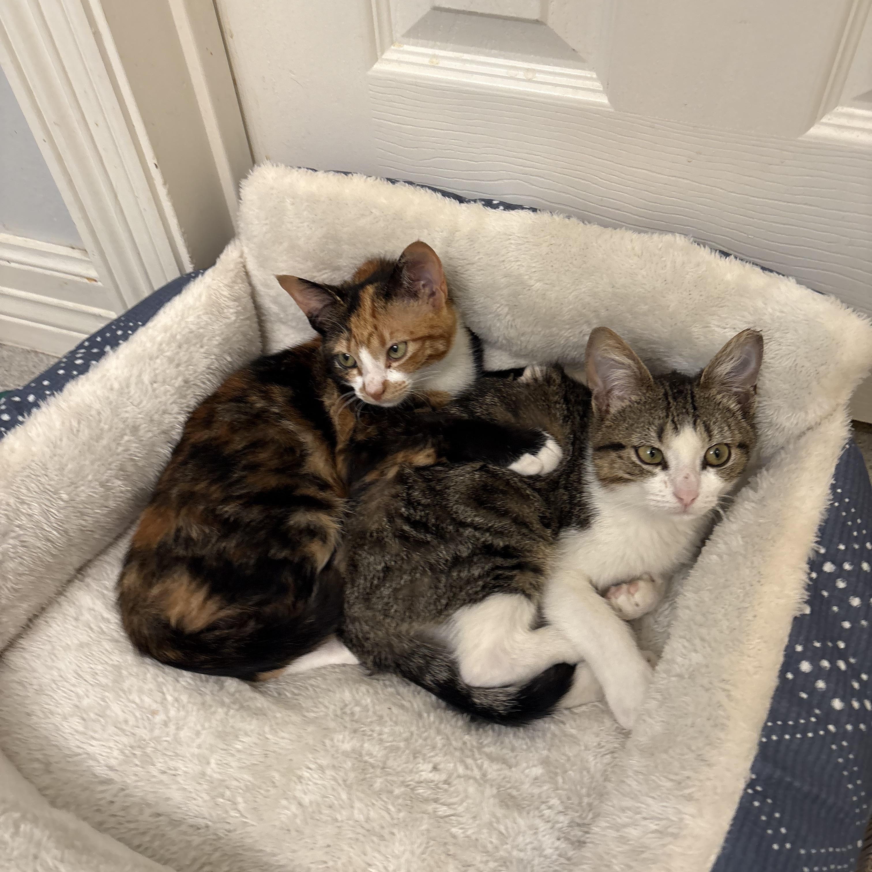 Billy Buttons, an adopted Tabby in Houston, TX image 3/5