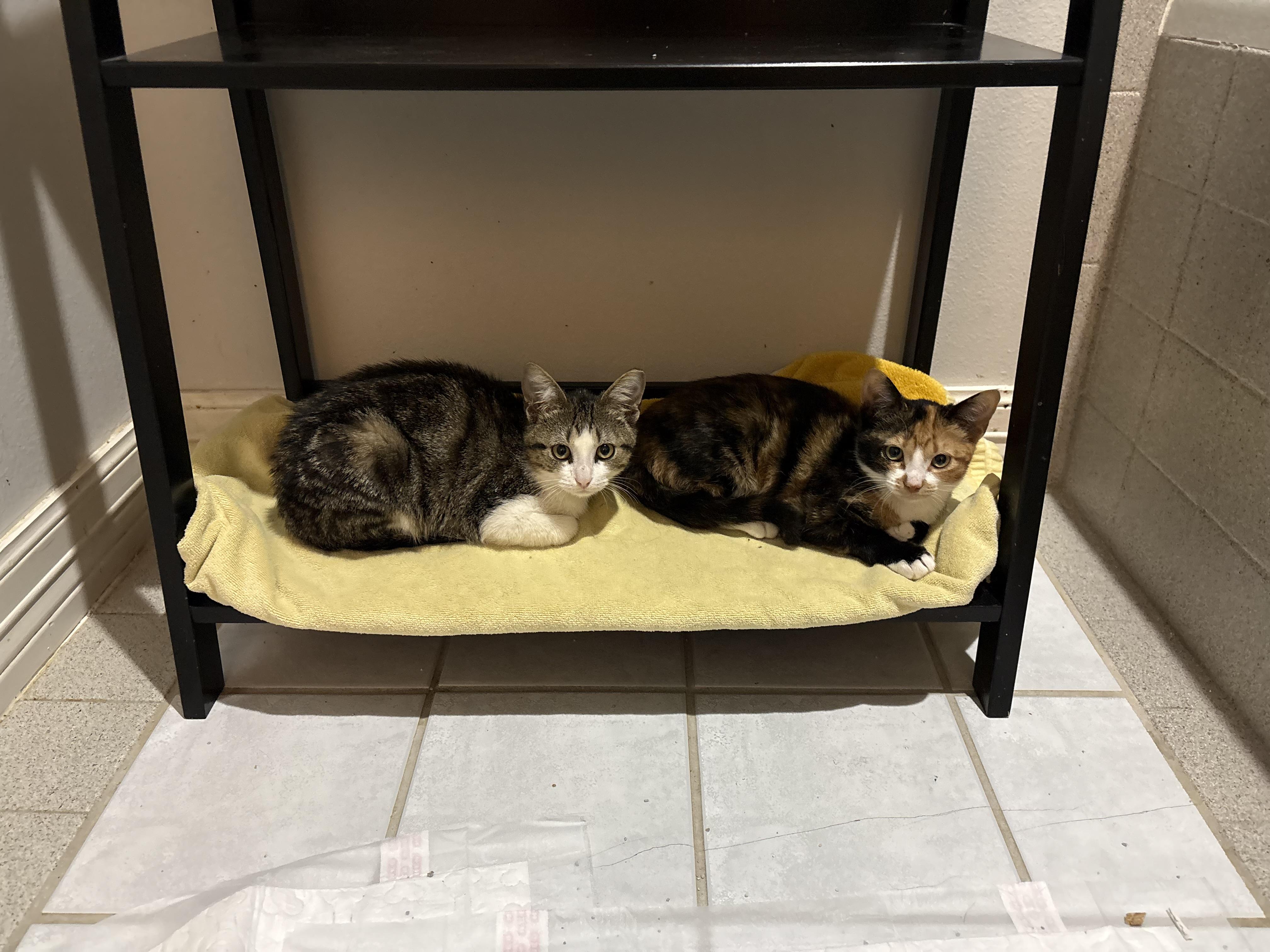 Billy Buttons, an adopted Tabby in Houston, TX image 5/5