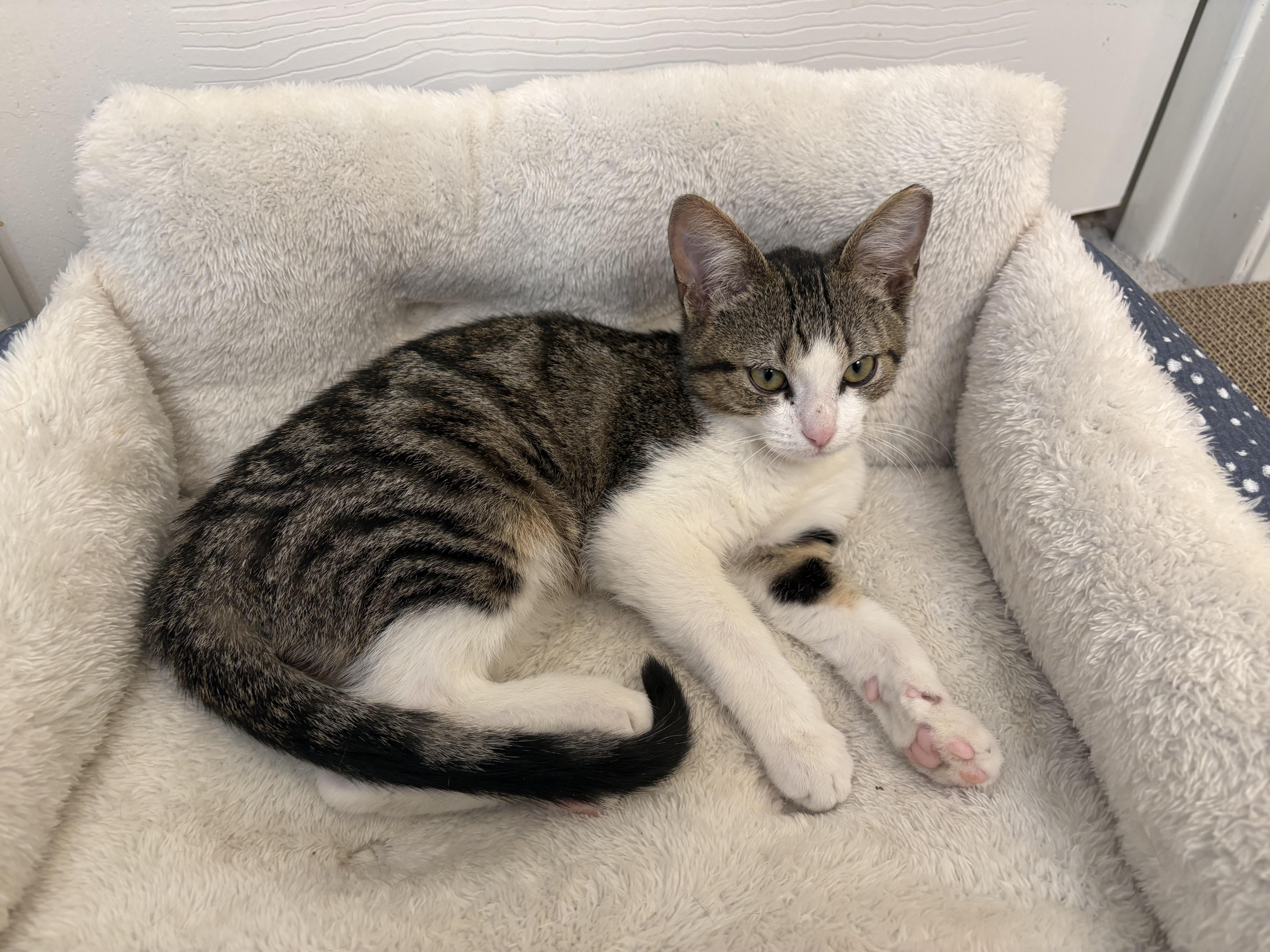 Billy Buttons, an adopted Tabby in Houston, TX image 1/5