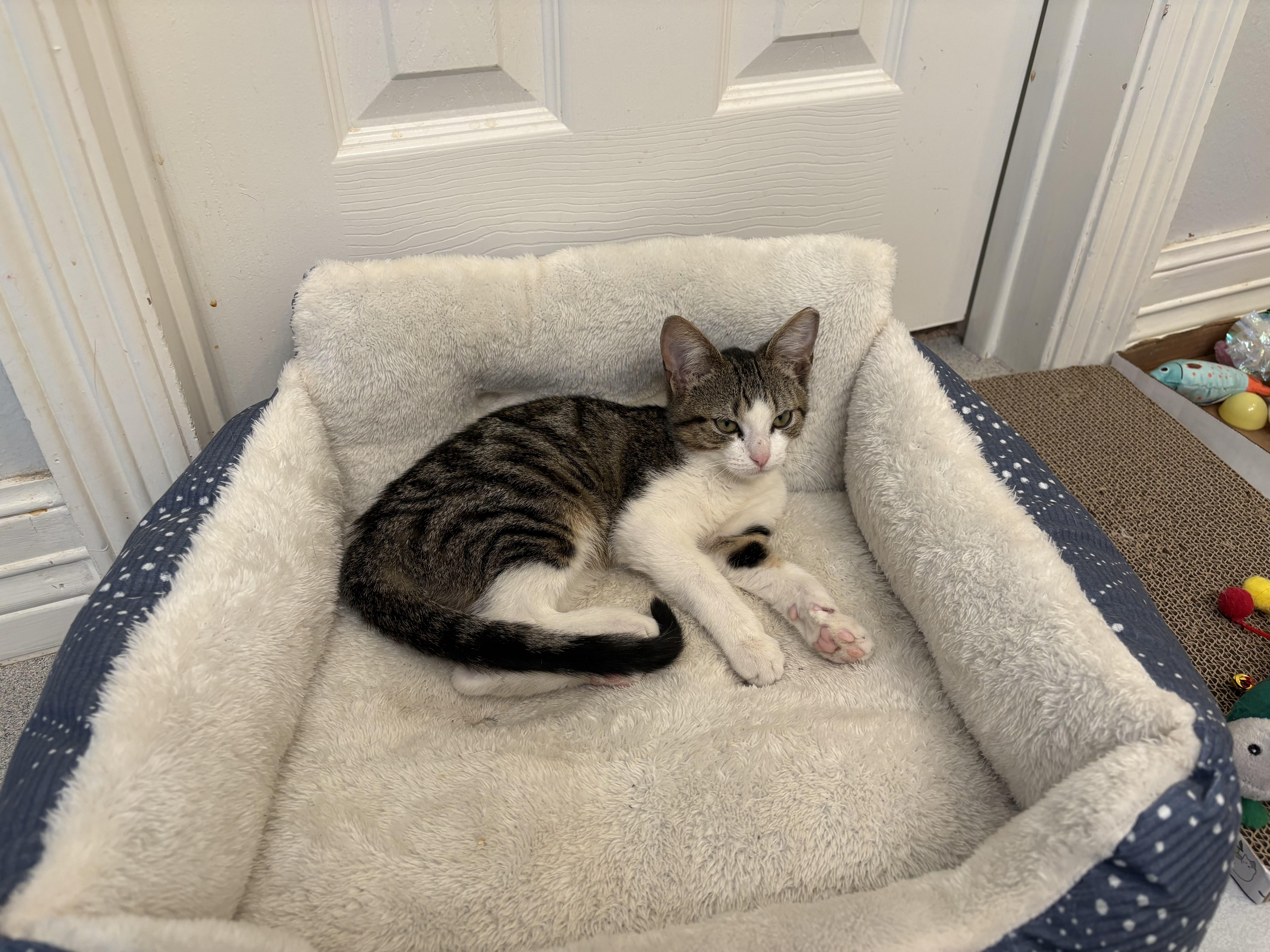 Billy Buttons, an adopted Tabby in Houston, TX image 4/5